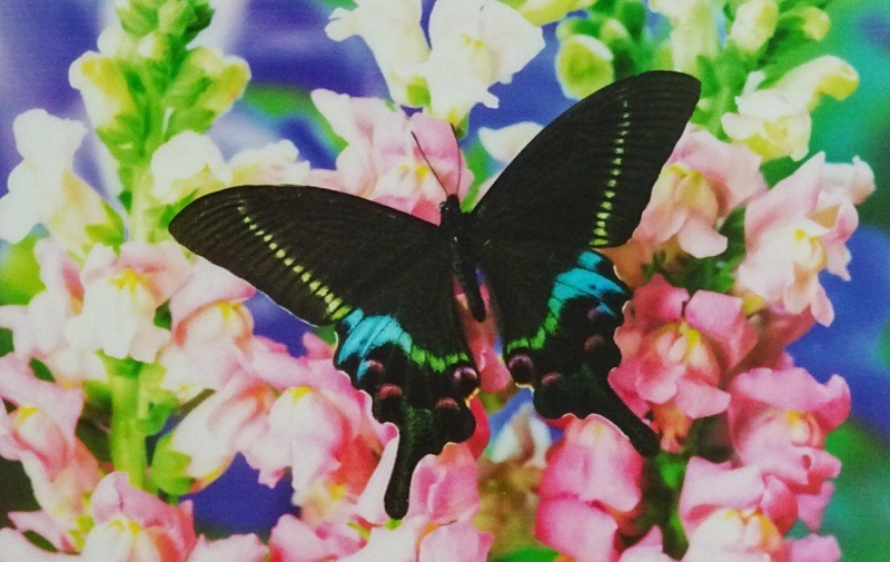 "印刷した写真画質並み"という描画イメージ。