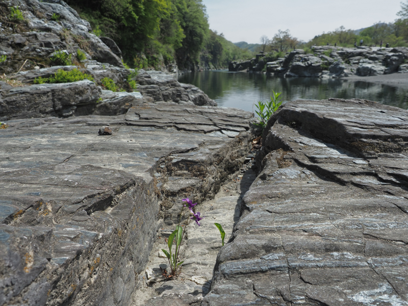 長瀞を流れる荒川では、ライン下りや川辺の岩畳 を、被写体として狙うことができる。近寄ってみると岩畳の裂け目に小さな草花を見つけた。最短撮 影距離まで接近して撮影した（撮影：中村貴史）<br><span class="fnt-85">OLYMPUS OM-D E-M1 Mark II / M.ZUIKO DIGITAL ED 12-40mm F2.8 PRO / 12mm（24mm相当） / 絞り優先AE（F8.0・1/400秒・±0EV） / ISO 200</span>