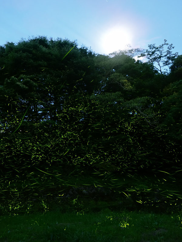 6月には秩父市内の各地でホタルを鑑賞すること ができる。周辺の木々が月の光を遮ってくれる川では、多くのホタルが宙を舞っている。ライブコンポジットは長時間のホタル撮影で重宝する<br><span class="fnt-85">OLYMPUS OM-D E-M1 Mark II / M.ZUIKO DIGITAL ED 12-40mm F2.8 PRO / 12mm（24mm相当） / マニュアル露出（F2.8・20秒） / ISO 1600</span>