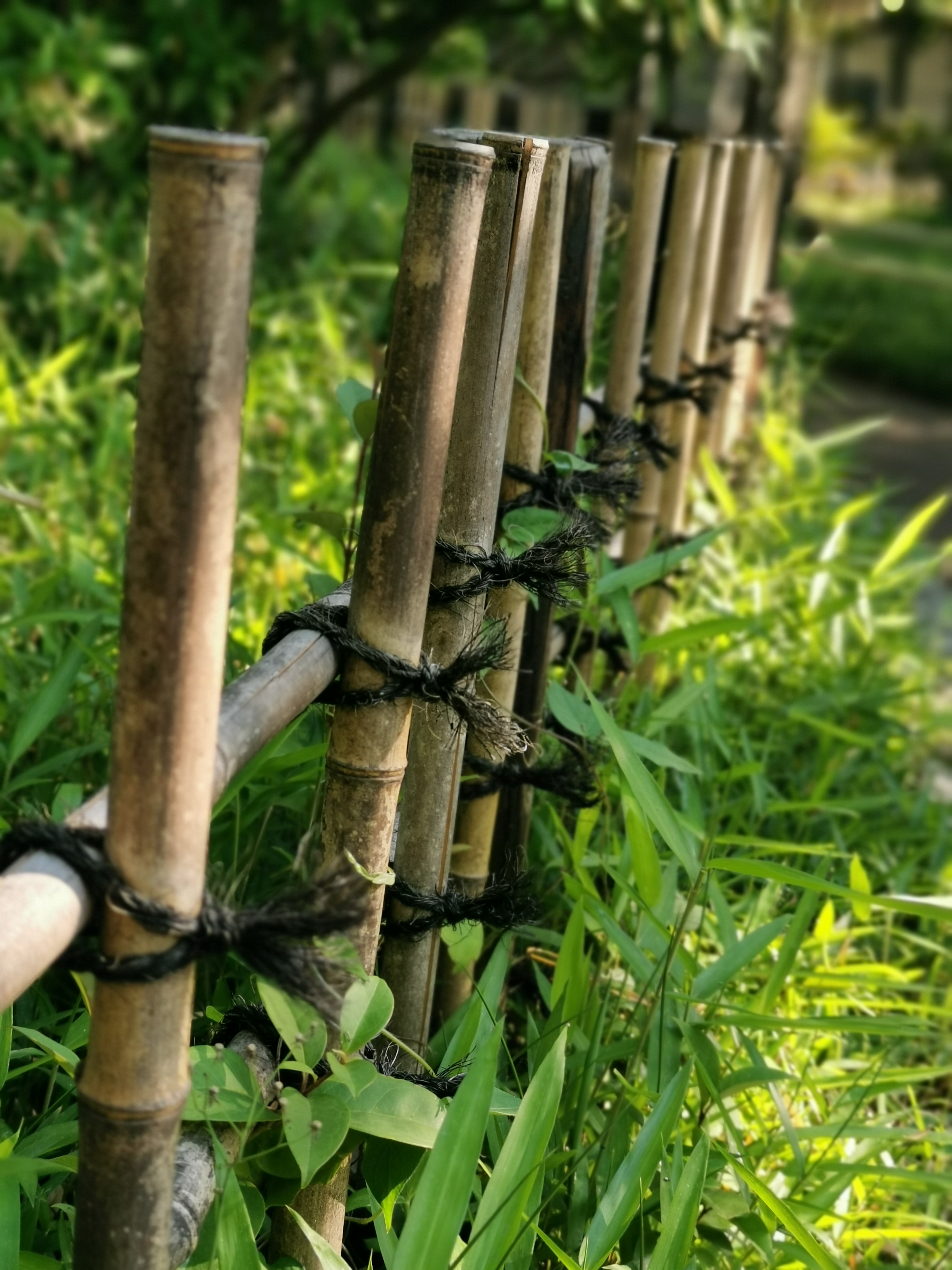 ボケをコントロールできるアパーチャモードでの撮影。撮影後にピント位置をタッチして変更したり、絞り値を変更することができる。少しわざとらしいが、後処理できるのは便利。<br><span class="fnt-85">HUAWEI P30 / 5.58mm（35mm判換算54mm相当） / ノーマルプログラム（1/400秒・F4.0・±0EV） / ISO 50</span>