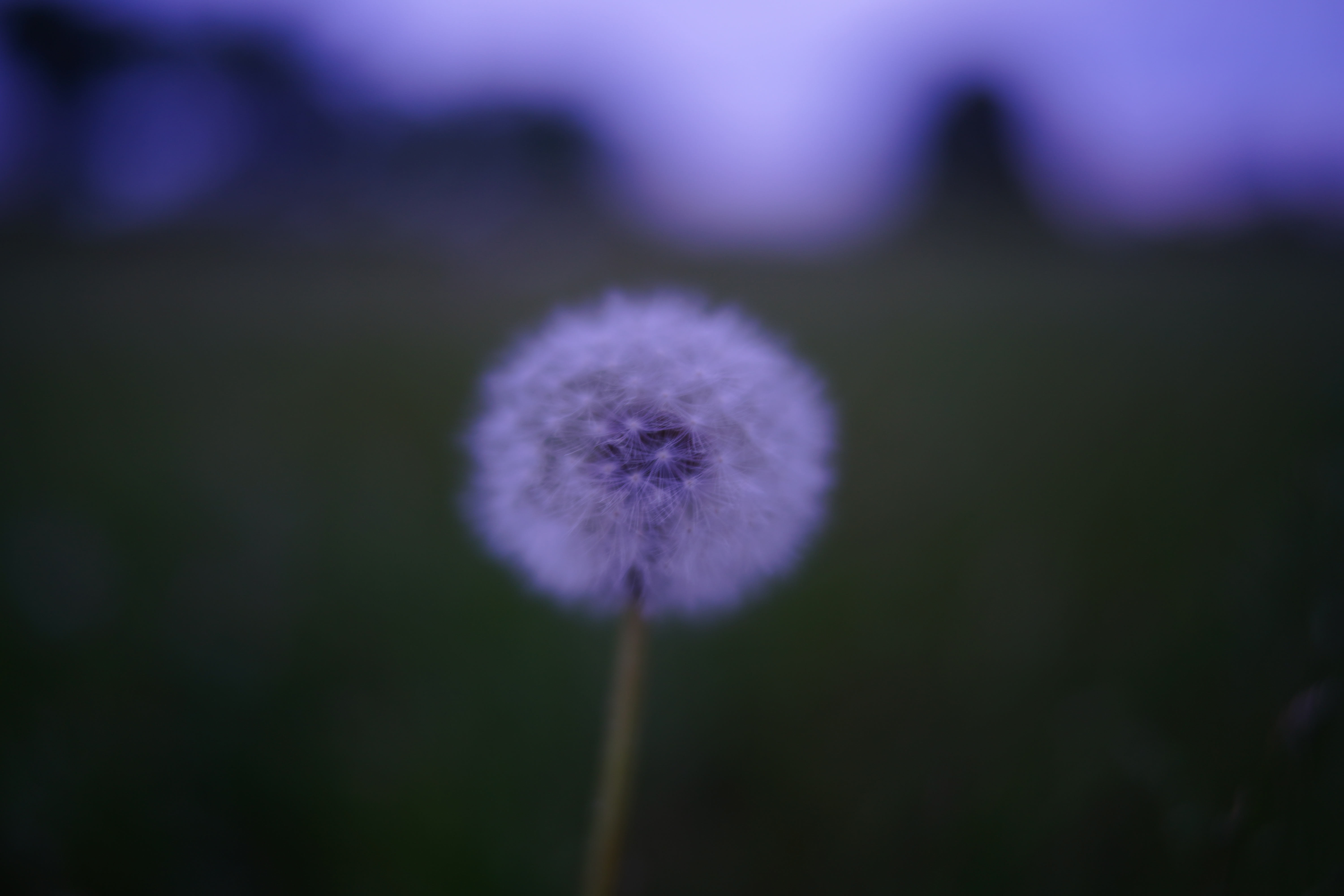 <span class="fnt-85">SONY α7 III / 7Artisans 28mm F1.4 ASPH＋SHOTEN LM-SE M / 28mm / 絞り優先AE（1/30秒・F1.4・-1.0EV） / ISO 200</span>