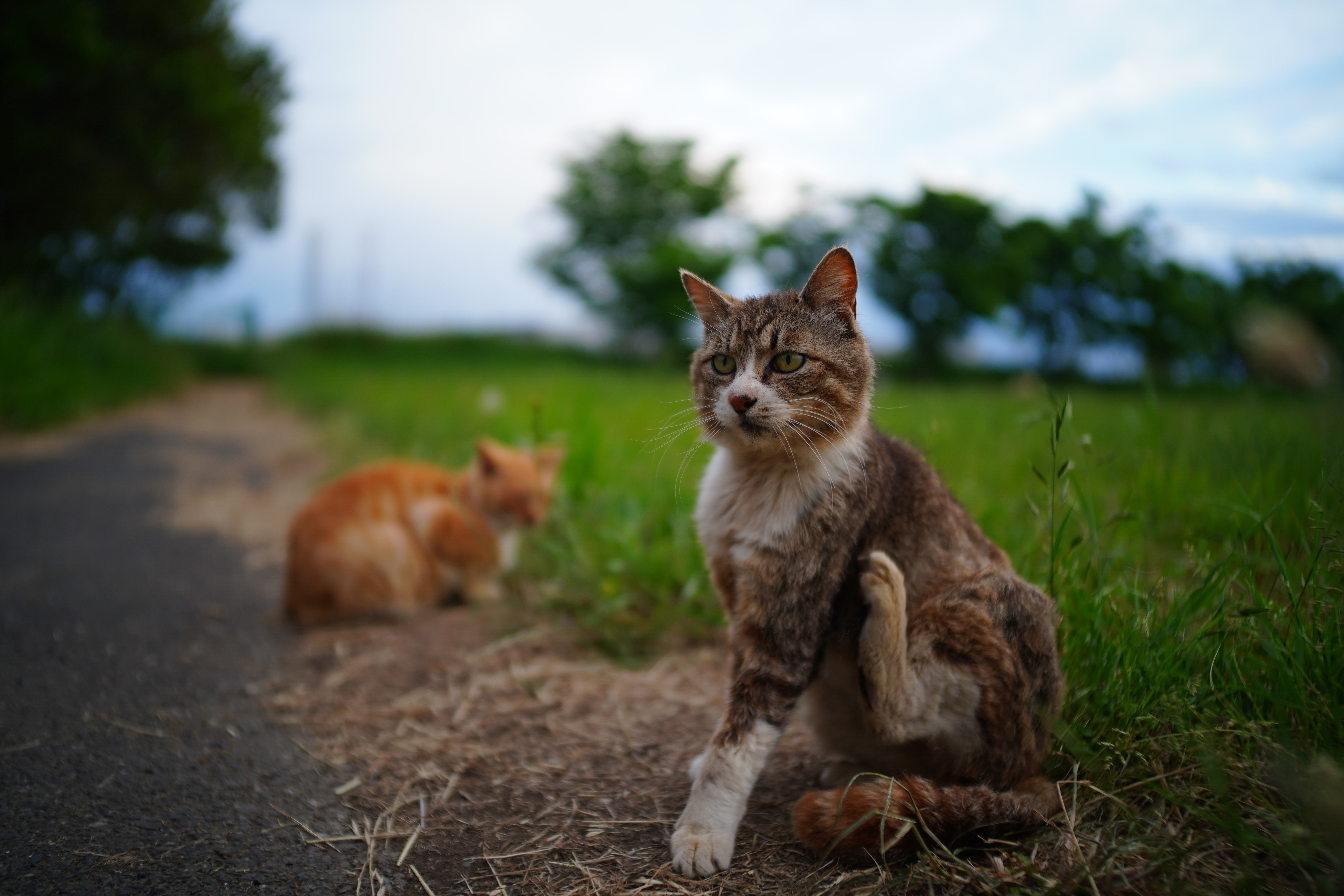 <span class="fnt-85">SONY α7 III / 7Artisans 28mm F1.4 ASPH / 28mm / 絞り優先AE（1/1,000秒・F1.4・-0.7EV） / ISO 200</span>