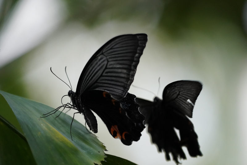 撮影：落合憲弘<br><span class="fnt-85">α9 / FE 100-400mm F4.5-5.6 GM OSS / シャッター速度優先AE（1/2,000秒・F5.6・±0.0EV） / ISO 6400</span>