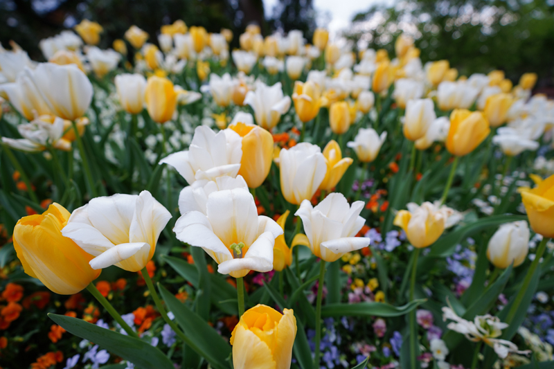 撮影：吉森信哉<br><span class="fnt-85">α7 III / FE 16-35mm F2.8 GM / 絞り優先AE（1/125秒・F2.8・±0.0EV） / ISO 100</span>