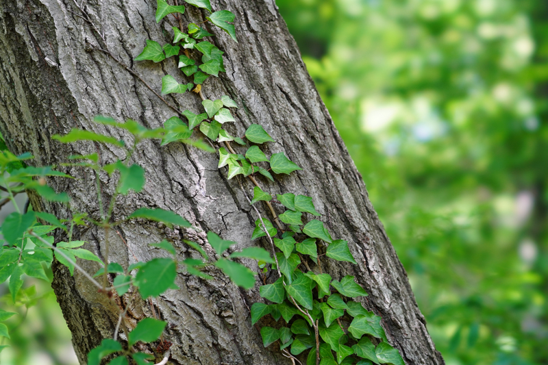 撮影：吉森信哉<br><span class="fnt-85">α7 III / FE 100mm F2.8 STF GM OSS / 絞り優先AE（1/125秒・F5.6・±0.0EV） / ISO 500</span>