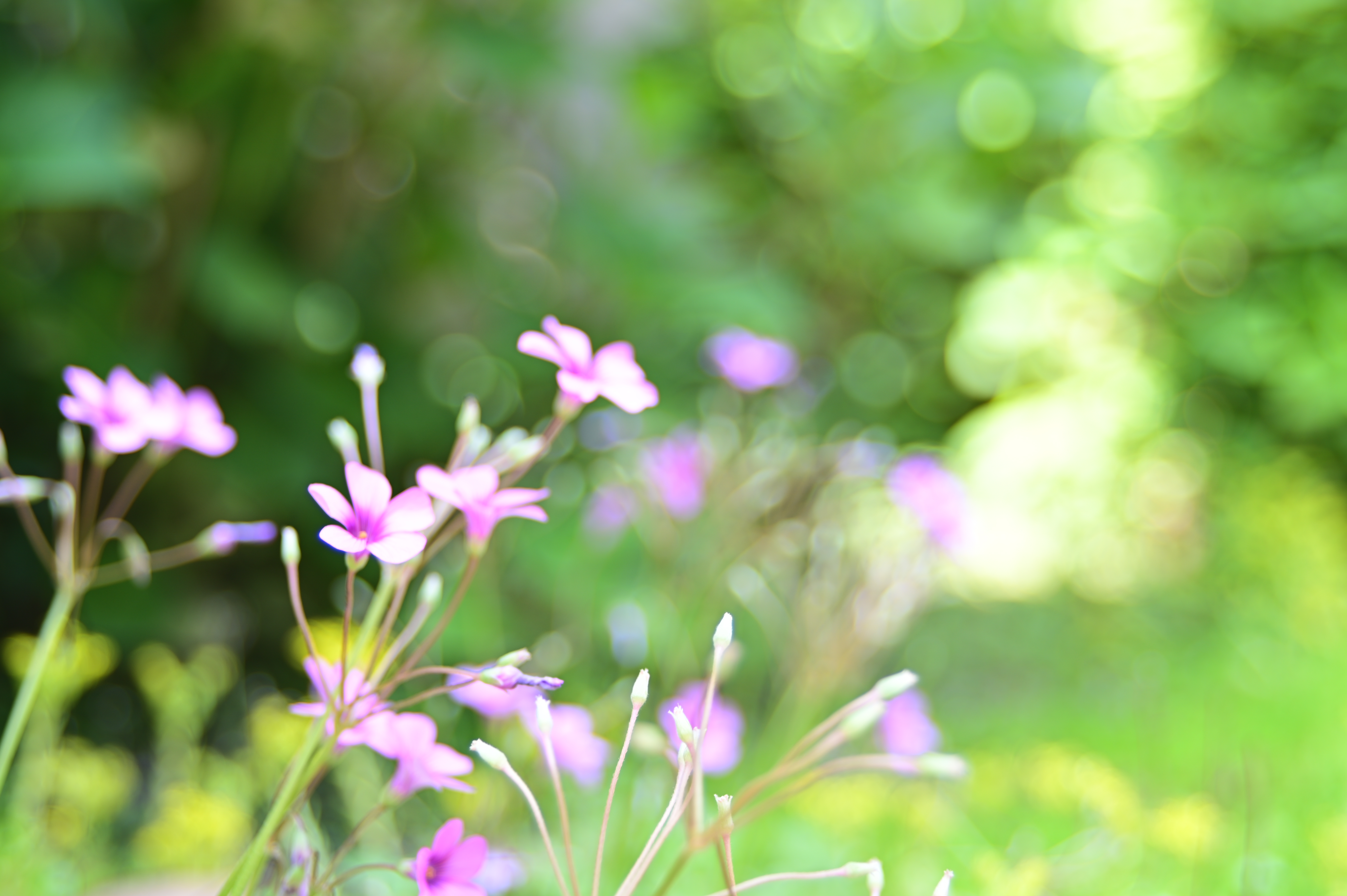 Nikon Z 6 / Lensbaby COMPOSER PRO II EDGE 35 / 絞り優先AE（1/50秒・F3.5・+1.0EV） / ISO100 / ADL：弱め / ピクチャーコントロール：ビビッド