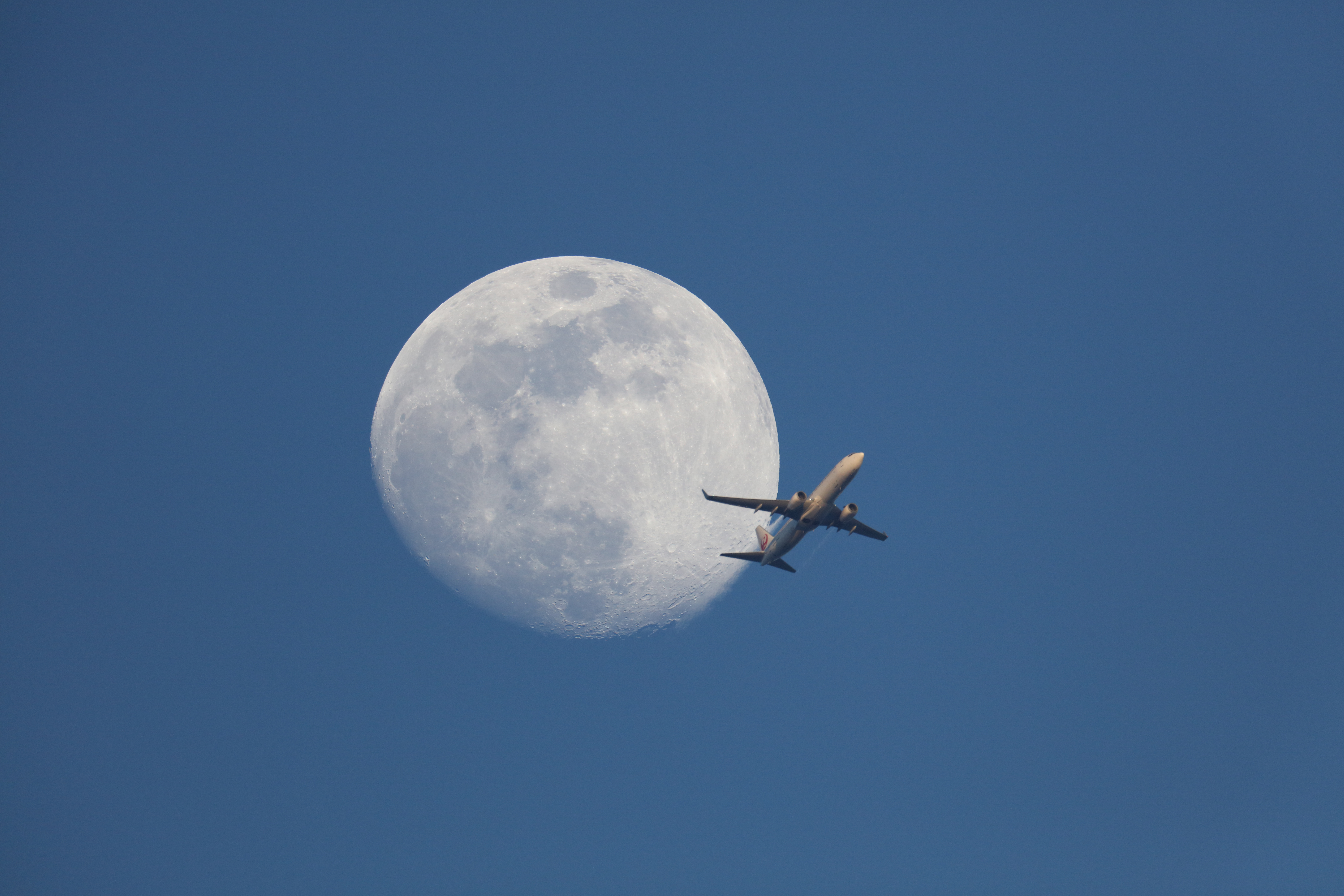 Canon EOS 5Ds R / EF600mm F4L IS III USM＋EXTENDER EF2×III / 1200mm / マニュアル露出（1/1,000秒、F8.0） / ISO 1000