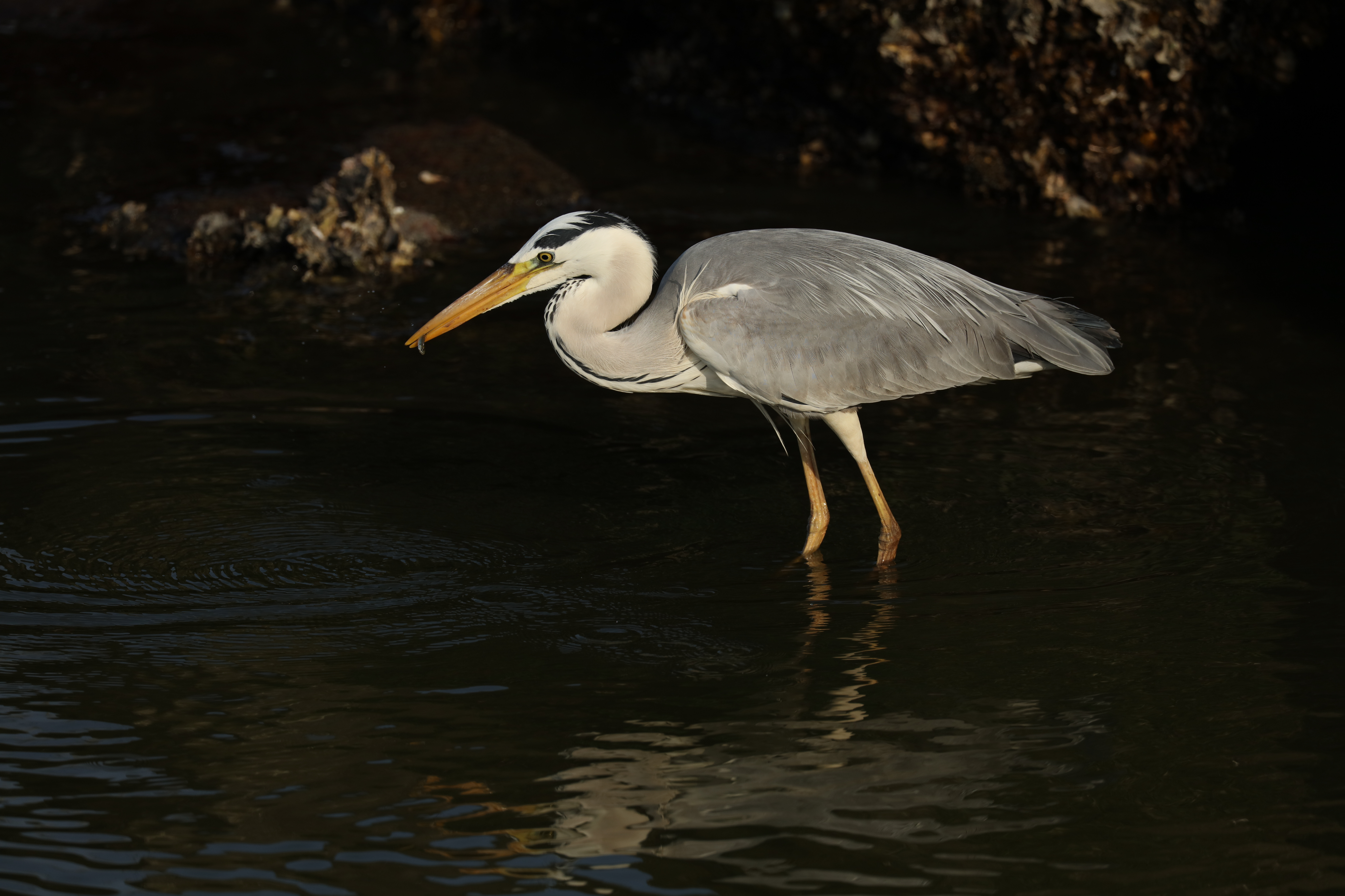 Canon EOS 5Ds R / EF600mm F4L IS III USM＋EXTENDER EF1.4×III / 840mm / マニュアル露出（1/1,600秒、F5.6、±0EV） / ISO 200