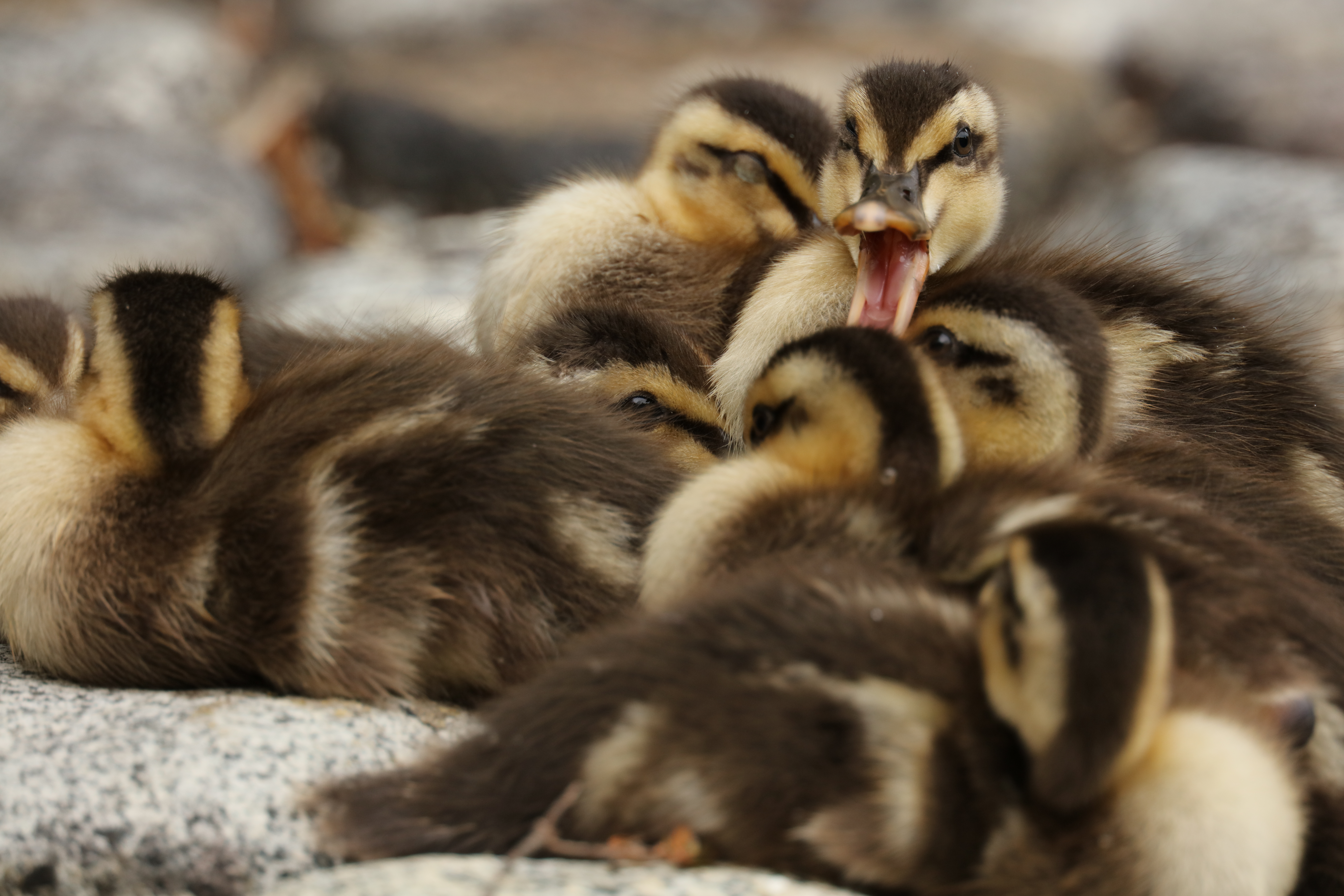 Canon EOS 5Ds R / EF600mm F4L IS III USM＋EXTENDER EF2×III / 1200mm / シャッター優先AE（1/320秒、F8.0） / ISO 500