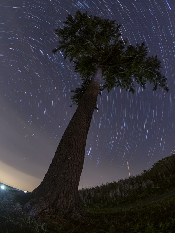 サンセットパームライン沿いを走っていると見つかる、象徴とも言える大きなヤシの木。フィッシュアイの画角をいかして、真下にカメラを置き、木の存在感を最大限に表現した（撮影：北山輝泰）<br><span class="fnt-85">OLYMPUS OM-D E-M1X / M.ZUIKO DIGITAL ED 8mm F1.8 Fisheye PRO / 8mm（16mm相当） / マニュアル露出（F1.8、25秒） / ISO 1600 / WB：3,850K</span>