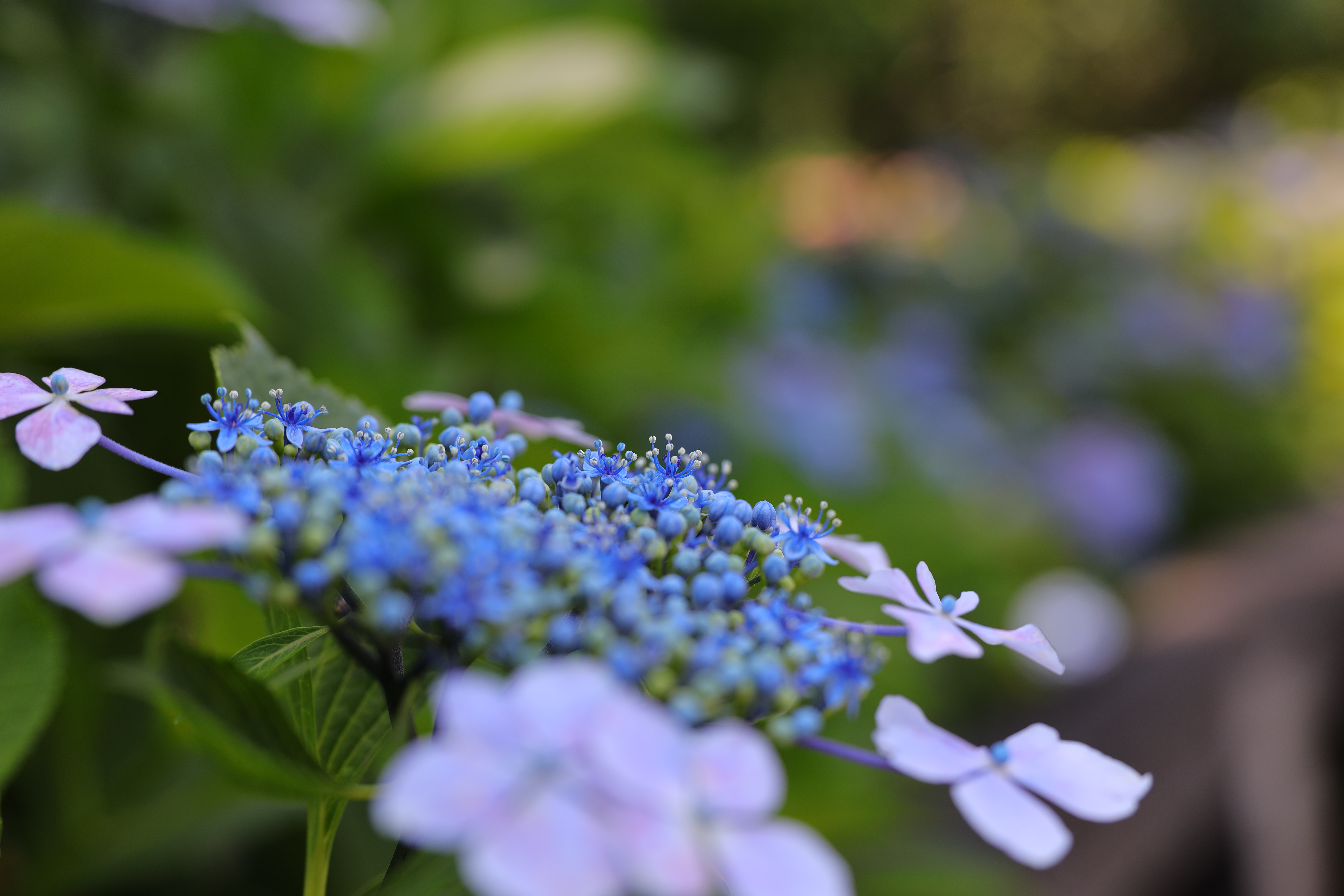 Canon EOS R / RF28-70mm F2 L USM / 70mm / 絞り優先AE（1/320秒、F2、±0EV） / ISO 100