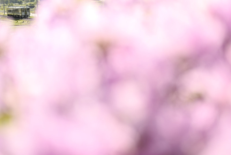 ライカSL (Typ 601)　APO-VARIO-ELMARIT-SL F2.8-4/90-280mm（91mm）　マニュアル露出（F2.9、1/1,600秒）　ISO 400　WB:日陰