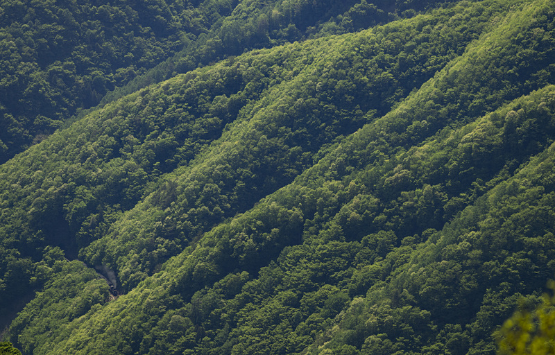 ライカSL (Typ 601)　APO-VARIO-ELMARIT-SL F2.8-4/90-280mm（254mm）　マニュアル露出（F5、1/1,000秒）　ISO 400　WB:日陰