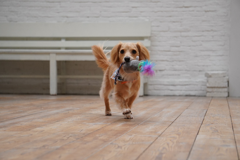 α6400のリアルタイム瞳AFを使って撮影：__leoleo____さん<br><span class="fnt-85">α6400 / E 55-210mm F4.5-6.3 OSS / 70mm（105mm相当） / シャッター優先AE（1/1,000秒・F5.0・＋0.3EV） / ISO 1000</span>