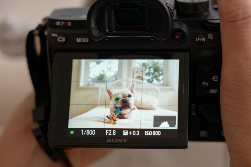 α7 IIIで動物対応のリアルタイム瞳AFを利用しているところ。