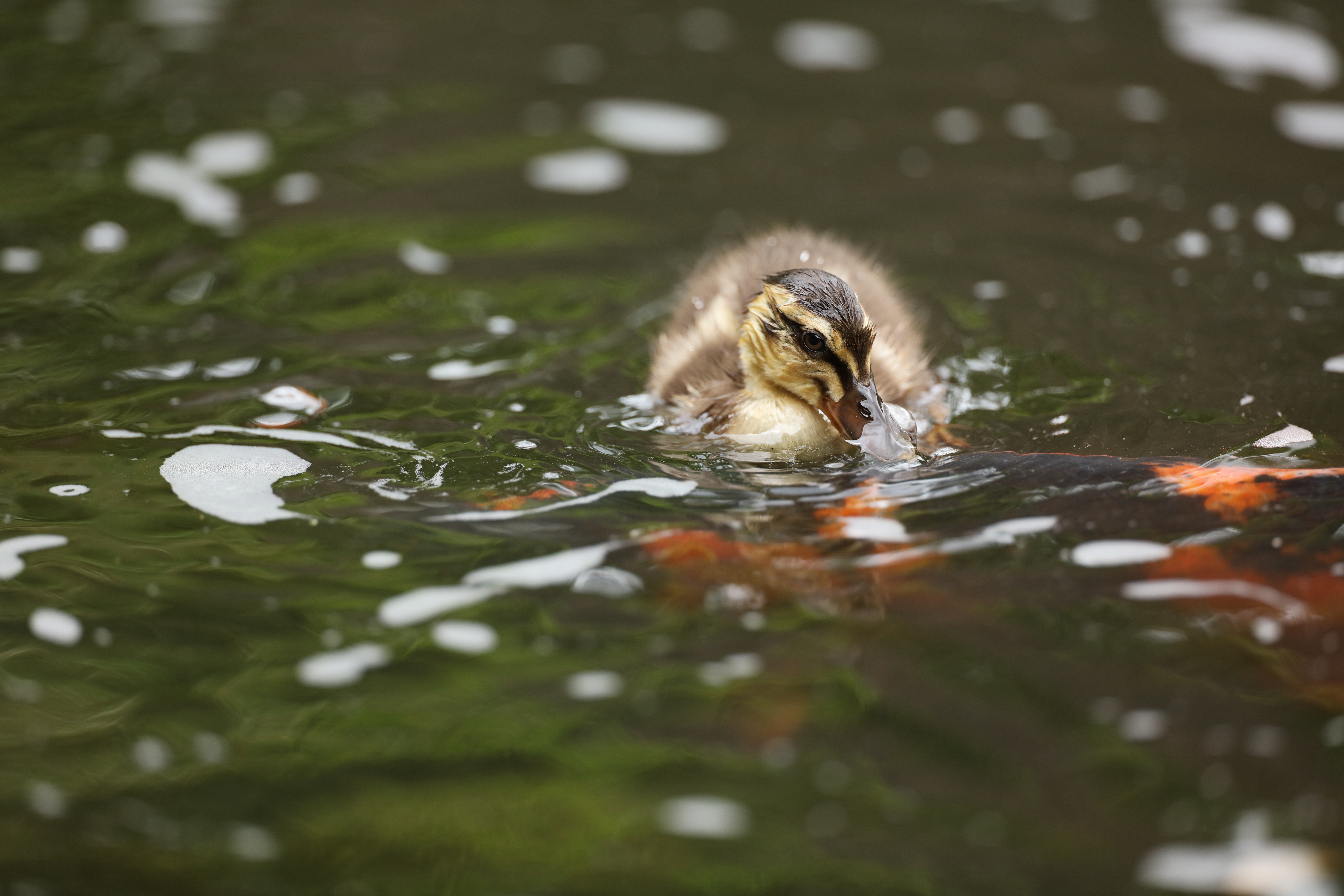 Canon EOS 5Ds R / EF400mm F2.8L IS III USM / シャッター優先AE（1/1,000秒、F2.8、-0.7EV） / ISO 500