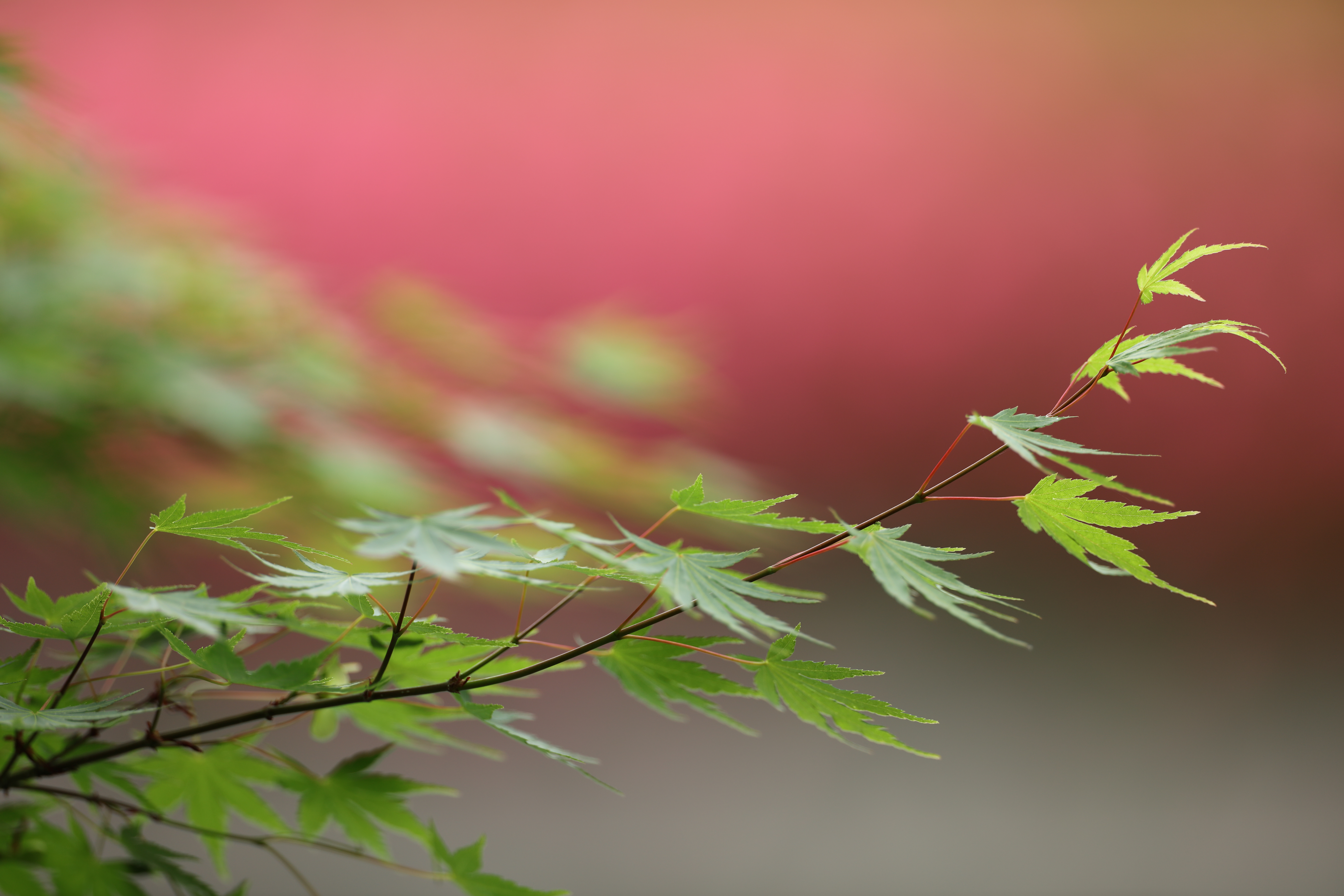 Canon EOS 5Ds R / EF400mm F2.8L IS III USM / 絞り優先AE（1/250秒、F2.8、-0.7EV） / ISO 100