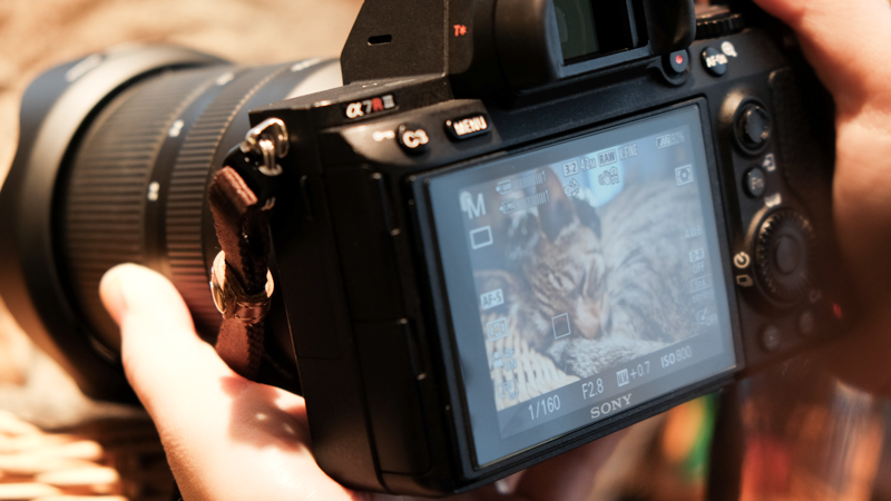 動物瞳AFもしっかりと作動していた。