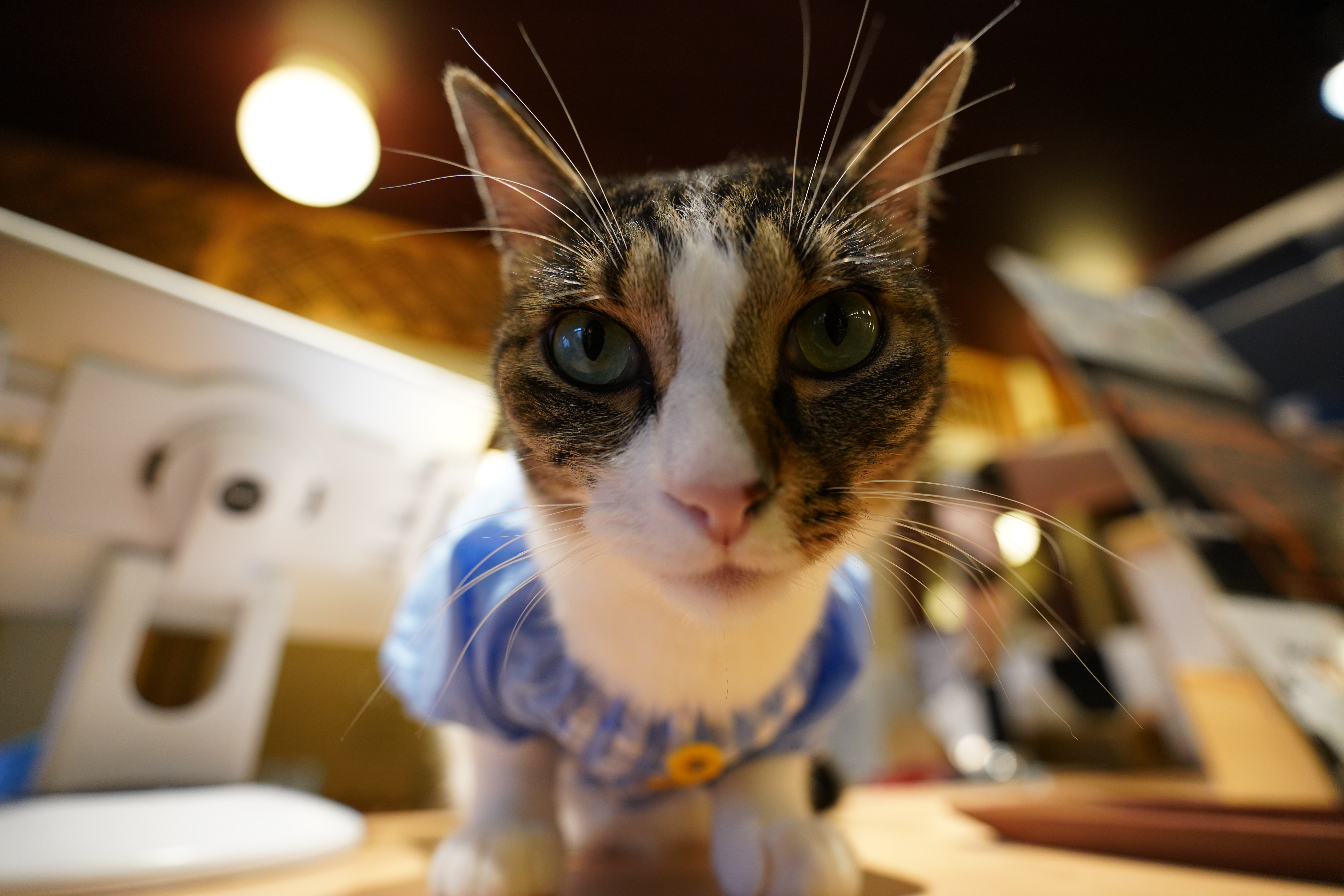 ソニーα7R III / タムロン 17-28mm F/2.8 Di III RXD / 17mm / マニュアル露出（F2.8・1/250秒） / ISO 1250