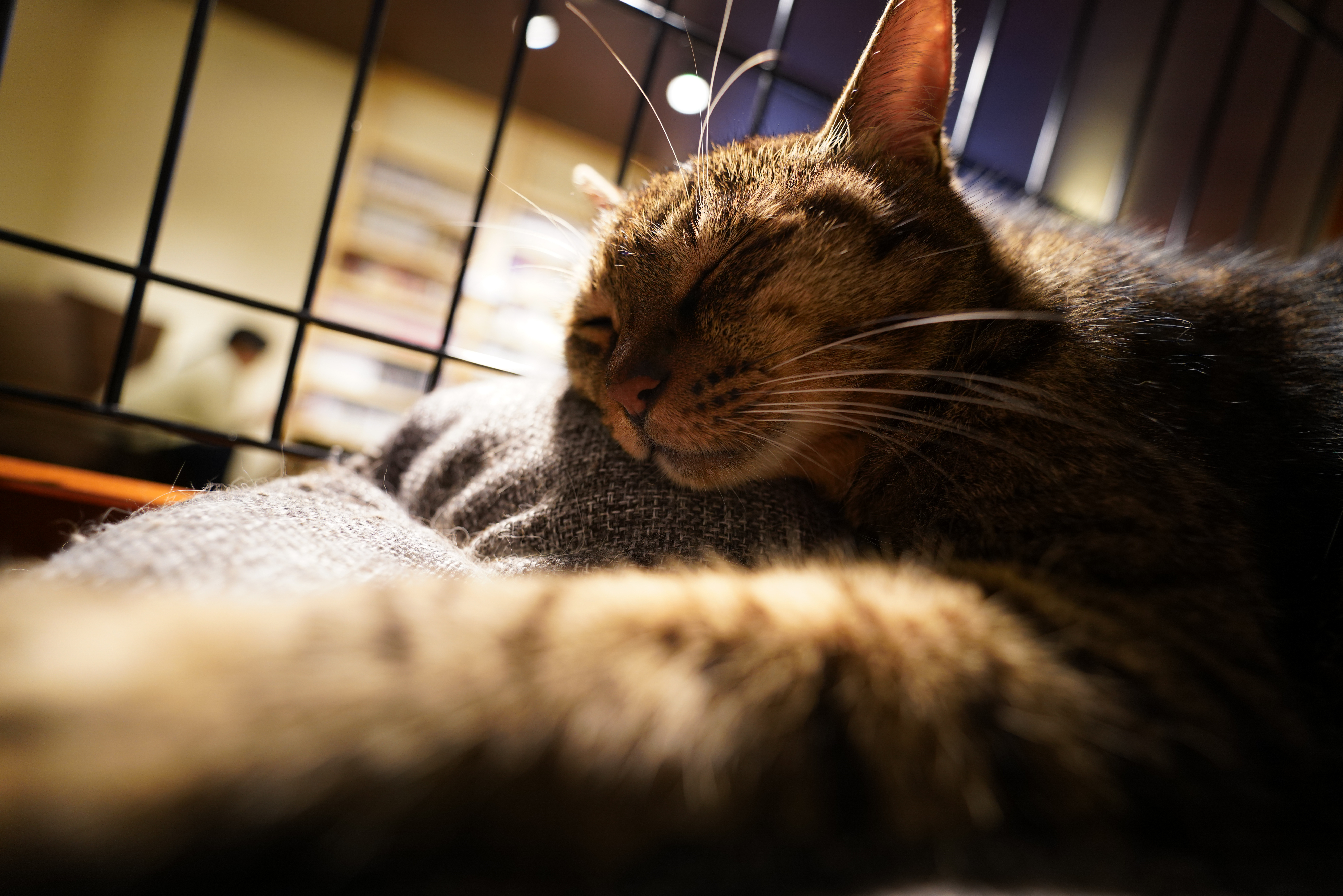 ソニーα7R III / タムロン 17-28mm F/2.8 Di III RXD / 17mm / マニュアル露出（F2.8・1/60秒） / ISO 800