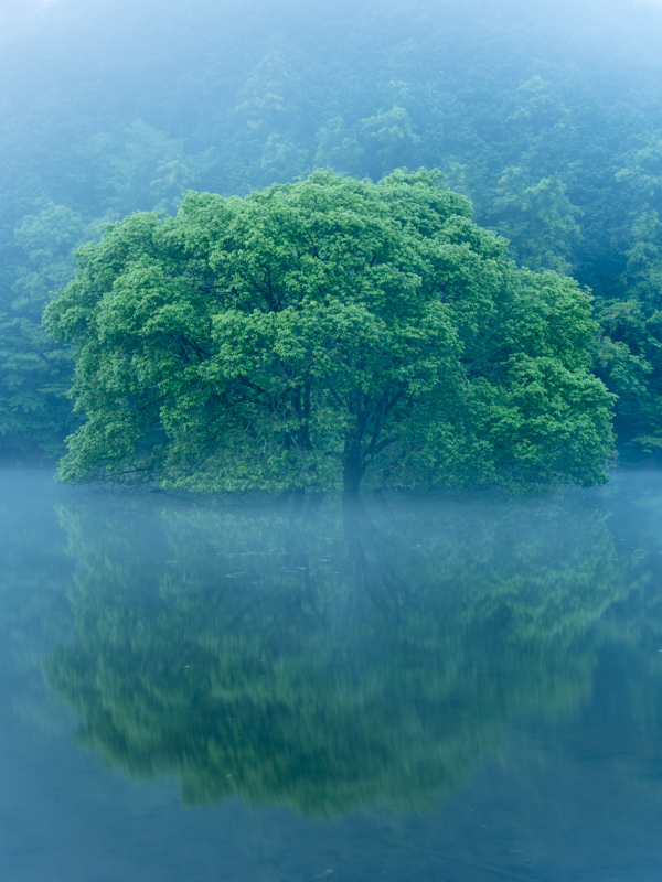 山間部では初夏でも気温が下がり、湖面から霧が上がることがある。霧の情景をオリンパスブルーがさらに引き出してくれた。必ずM.ZUIKO DIGITAL ED 40-150mm F2.8 PROとセットで持ち歩くM.ZUIKO DIGITAL ED 12-40mm F2.8 PROで撮影（撮影：高橋良典）。<br><span class="fnt-85">OLYMPUS OM-D E-M5 Mark II / M.ZUIKO DIGITAL ED 12-40mm F2.8 PRO / 24mm（48mm相当） / 絞り優先AE（F11、15秒、+0.5EV） / ISO 200 / WB：4,700K</span>