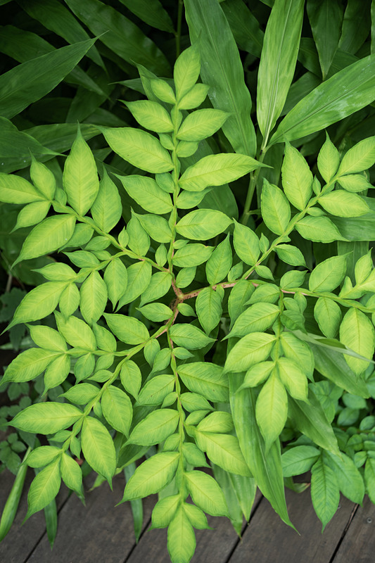 同じモニターレスでも1世代前のライカM（Typ 240）がベースだったライカM-Dより薄型化されているため、フィルム時代のM型と同等サイズを実現。携帯性は良好だ。<br>ライカM10-D　ELMAR-M 50mm F2.8　ISO 250　F2.8　1/90秒　WBオート