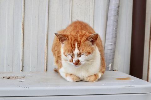 カメラ旅女の全国ネコ島めぐり】三河湾に浮かぶアートとネコと