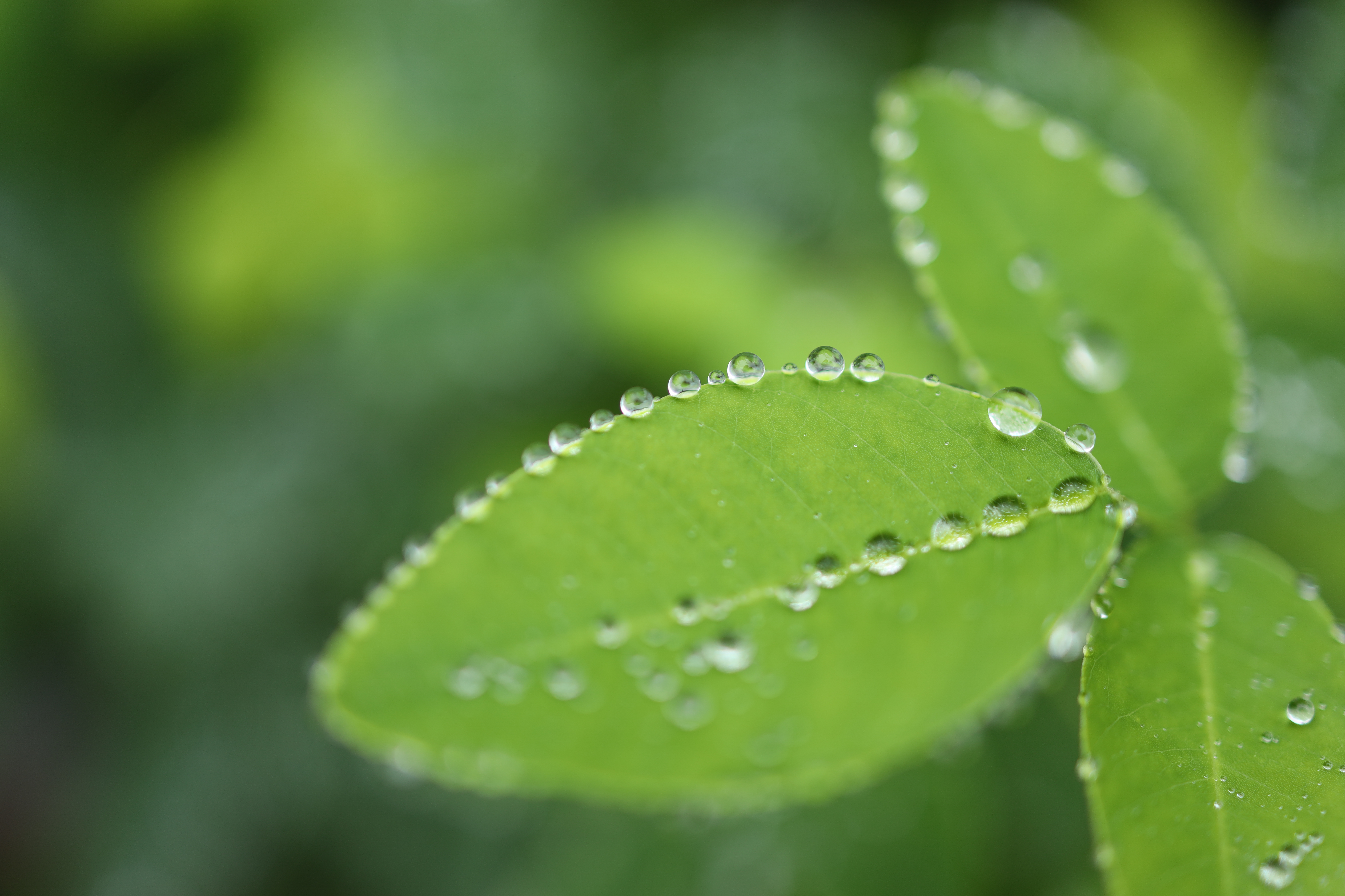 Canon EOS R / RF35mm F1.8 MACRO IS STM / 絞り優先AE（1/500秒、F1.8、+0.3EV） / ISO 100
