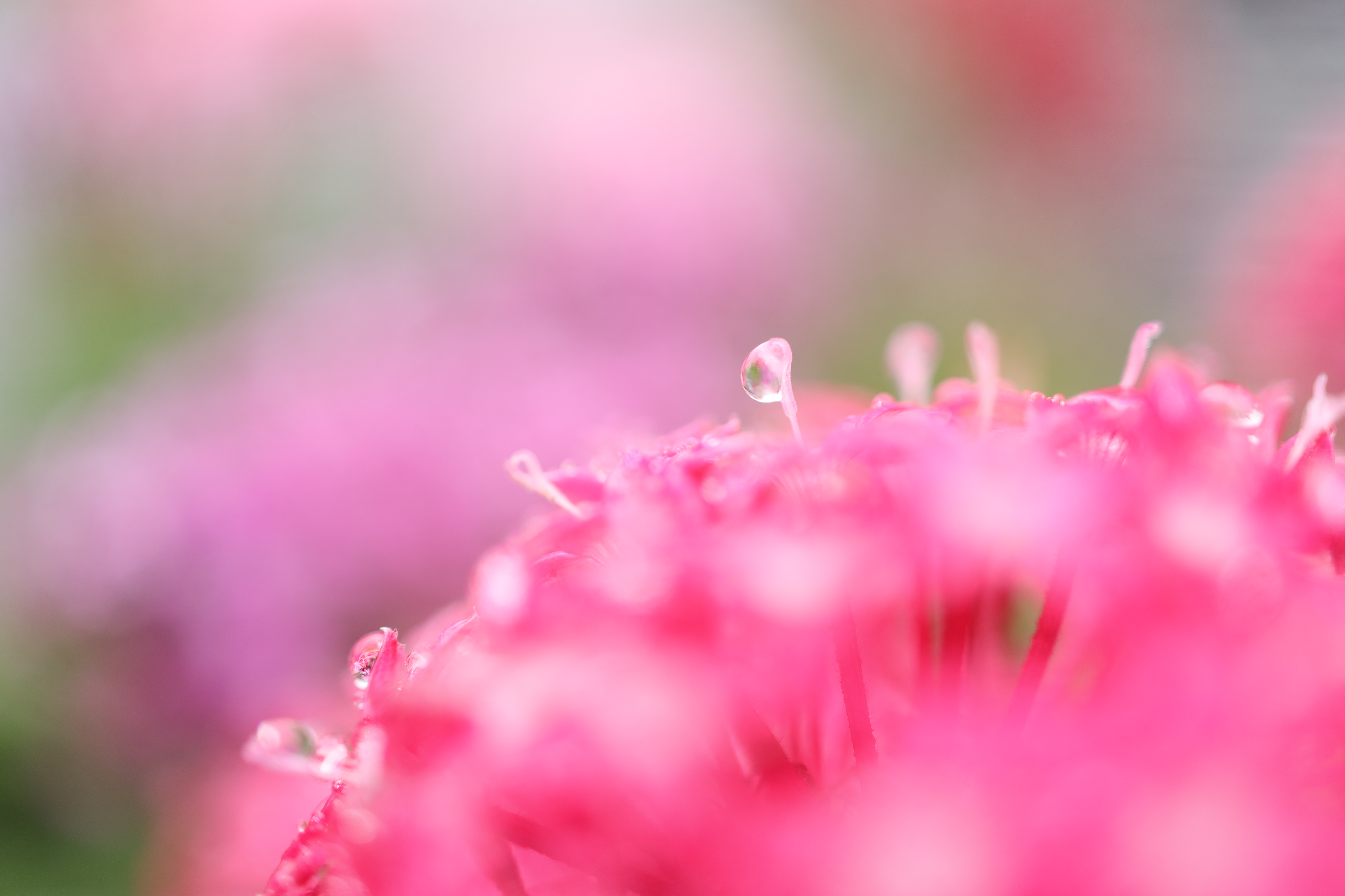 Canon EOS R / RF35mm F1.8 MACRO IS STM / 絞り優先AE（1/500秒、F2、+1.0EV） / ISO 100