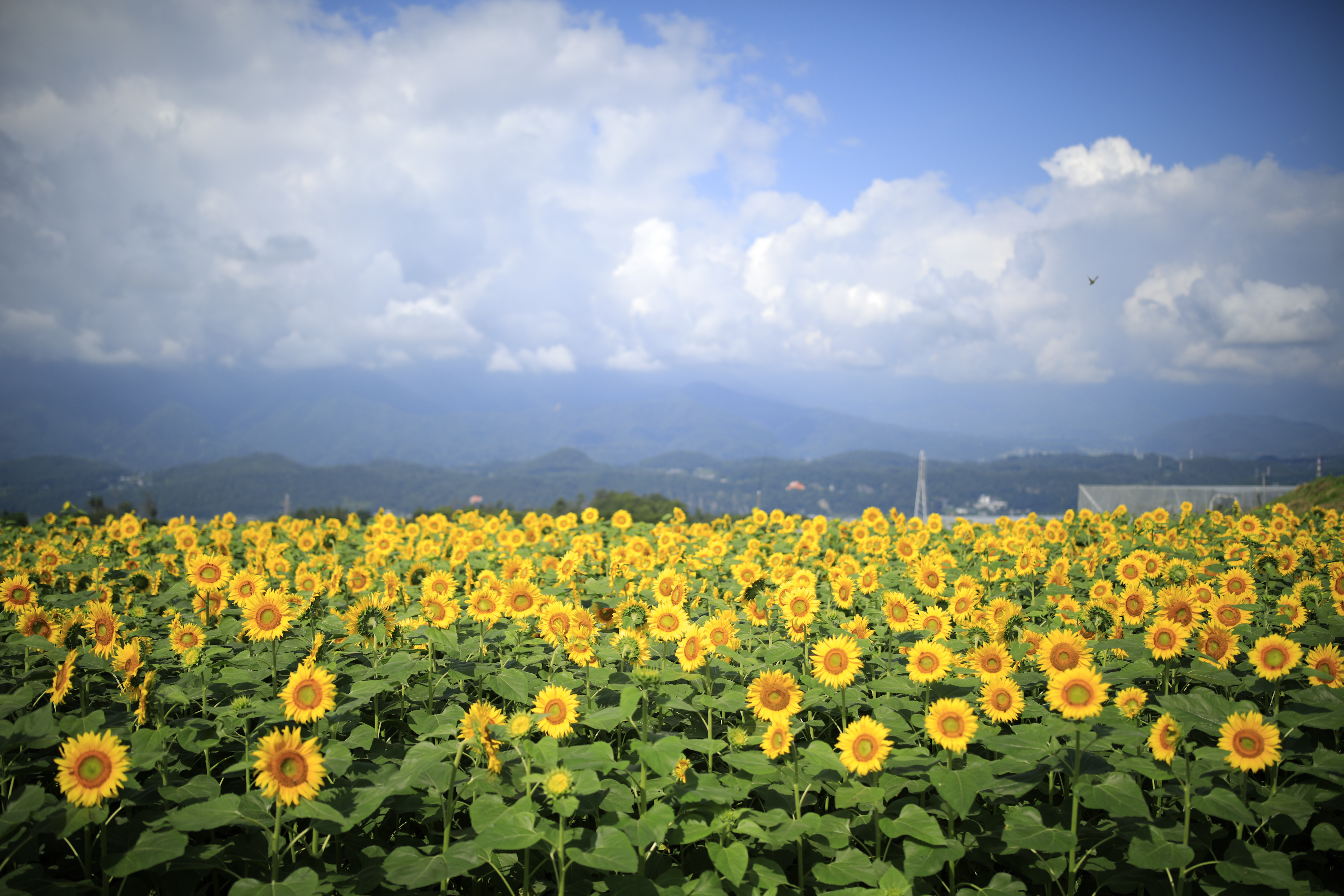 EOS 5D Mark IV / SP 35mm F/1.4 Di USD / 絞り優先AE（1/5,000秒・F1.4・-0.3EV） / ISO 50