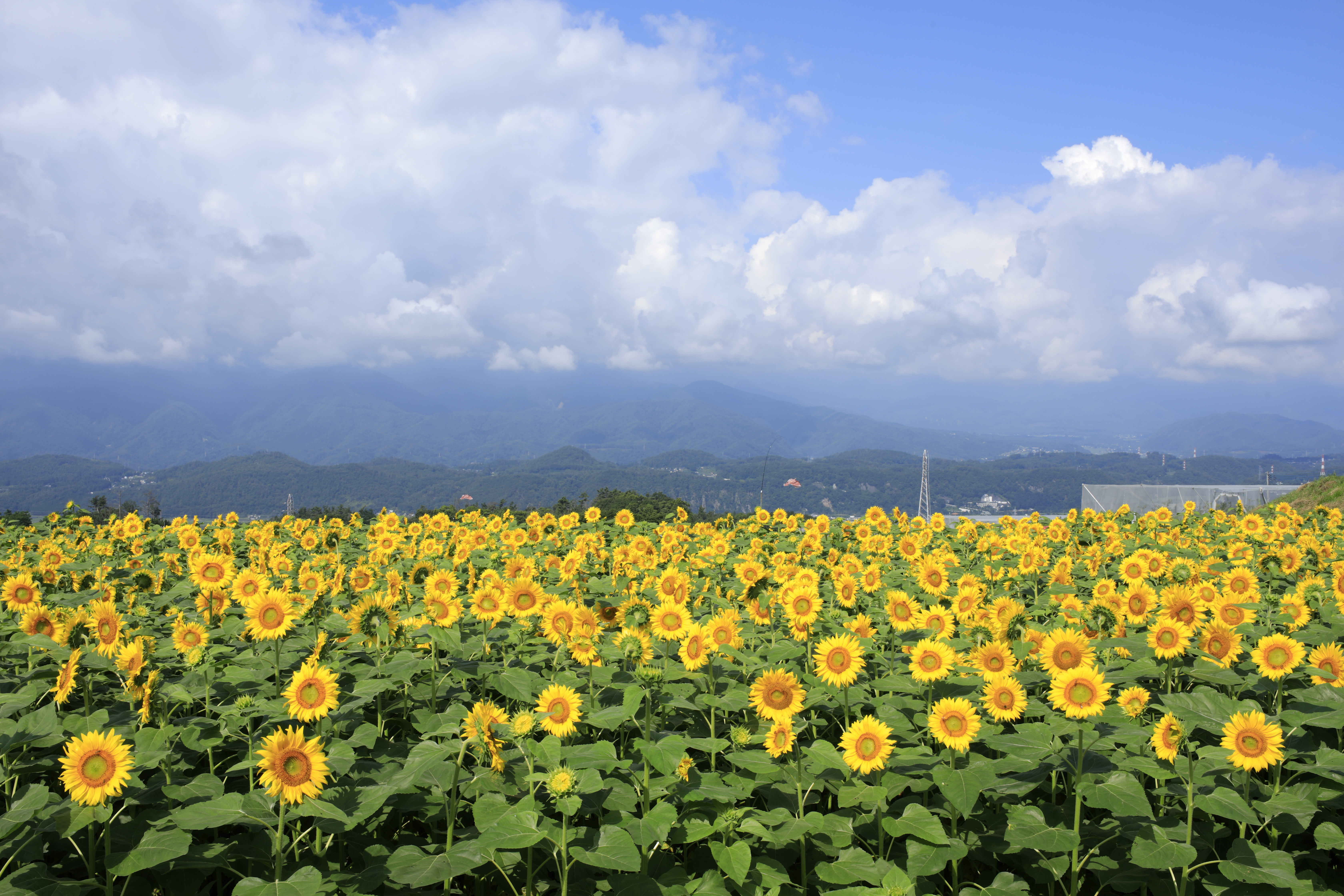 EOS 5D Mark IV / SP 35mm F/1.4 Di USD / 絞り優先AE（1/40秒・F16・-0.3EV） / ISO 50