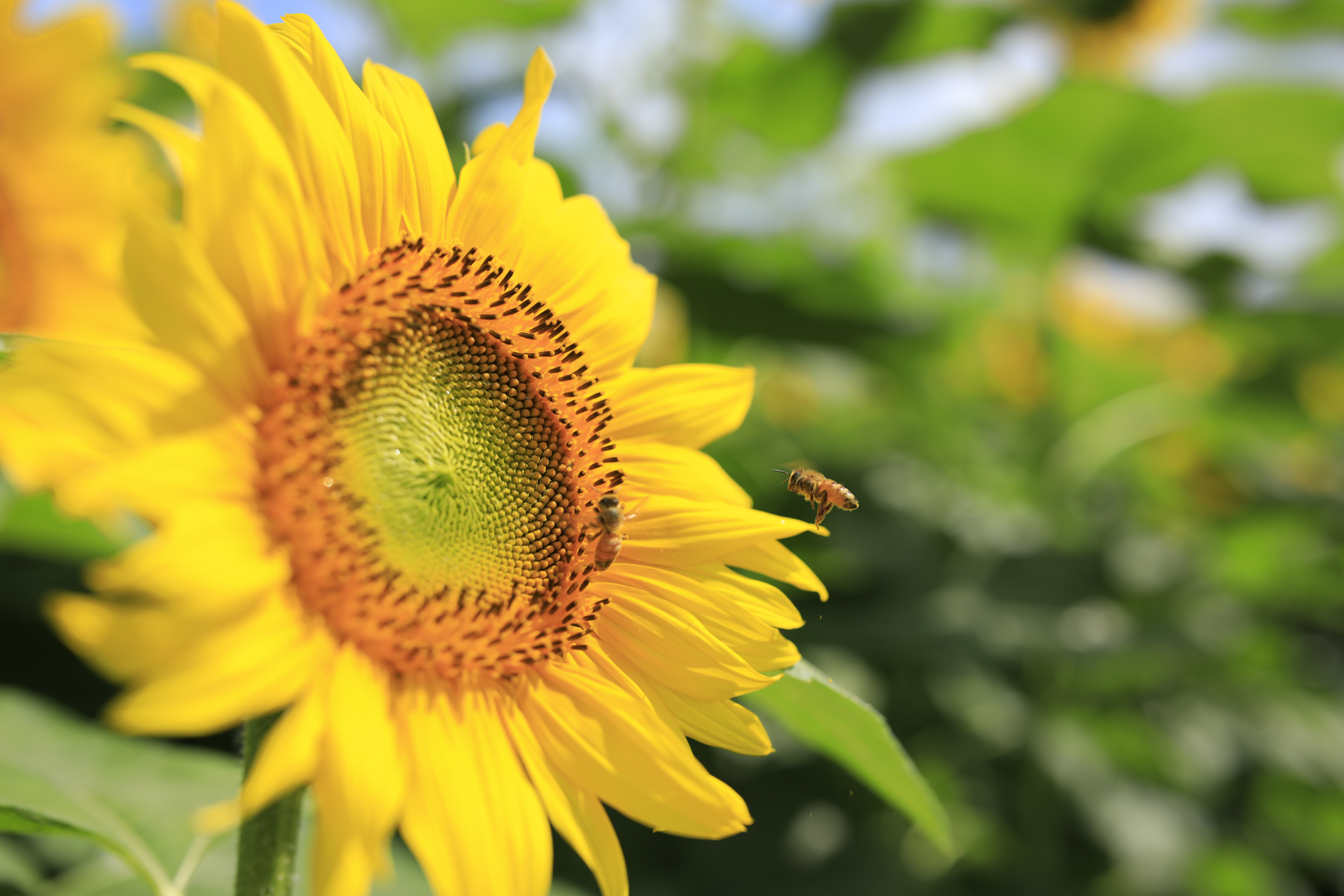 EOS 5D Mark IV / SP 35mm F/1.4 Di USD / 絞り優先AE（1/2,000秒・F2.8・-0.3EV） / ISO 100