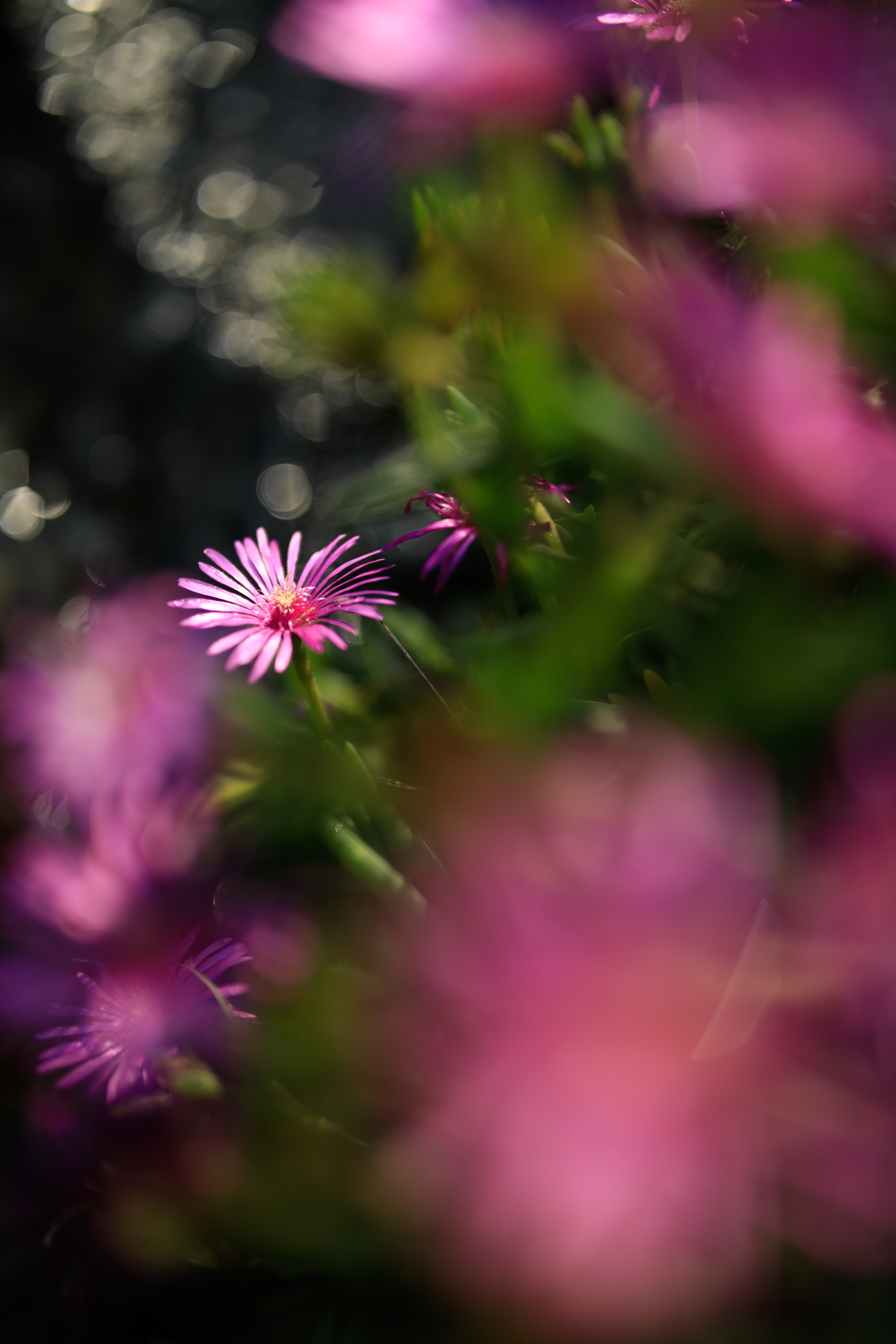 EOS 5D Mark IV / SP 35mm F/1.4 Di USD / 絞り優先AE（1/2,500秒・F1.4・+0.7EV） / ISO 100