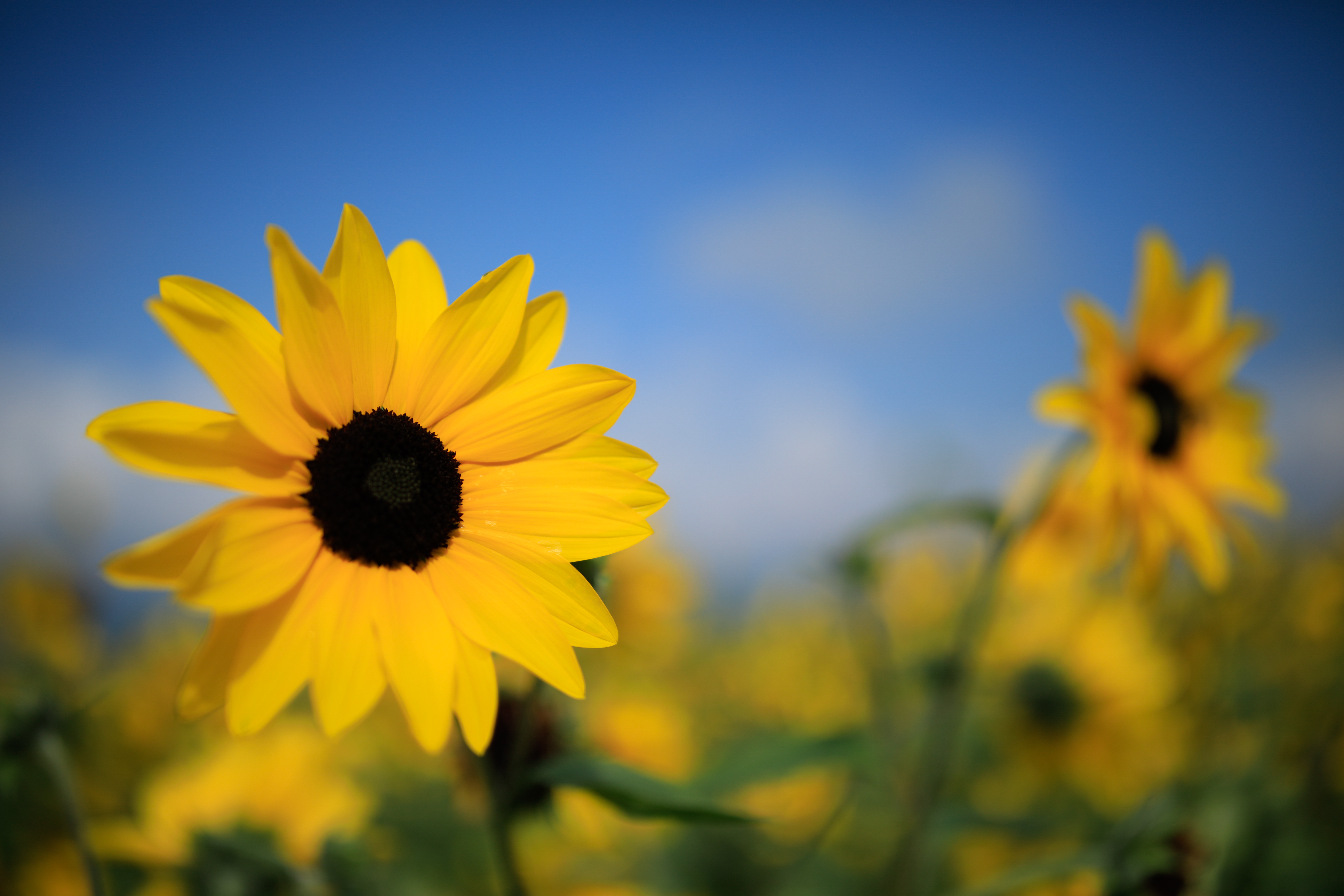 EOS 5D Mark IV / SP 35mm F/1.4 Di USD / 絞り優先AE（1/8,000秒・F1.4・-0.3EV） / ISO 50