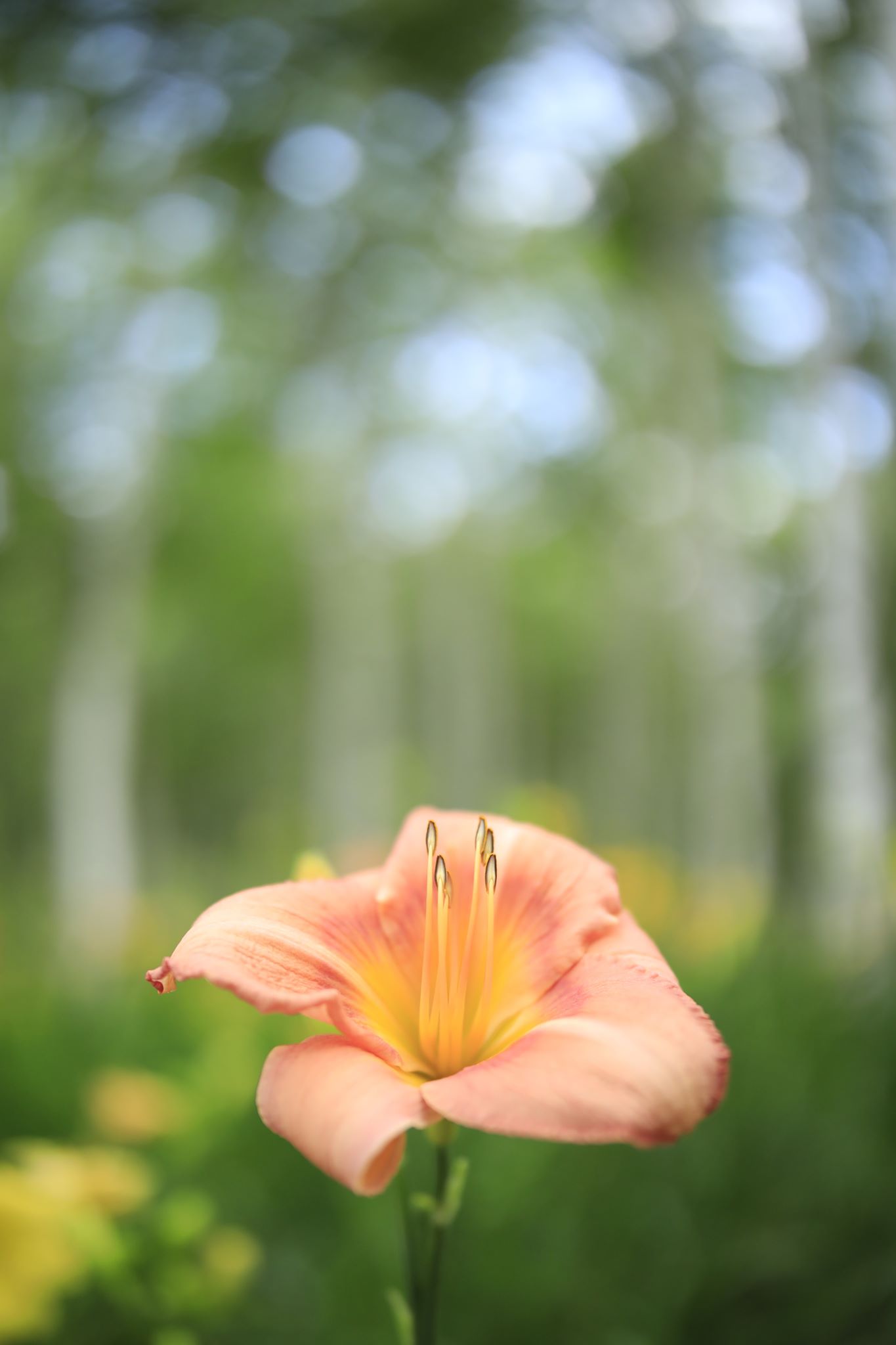 EOS 5D Mark IV / SP 35mm F/1.4 Di USD / 絞り優先AE（1/2,500秒・F1.4・+0.7EV） / ISO 100