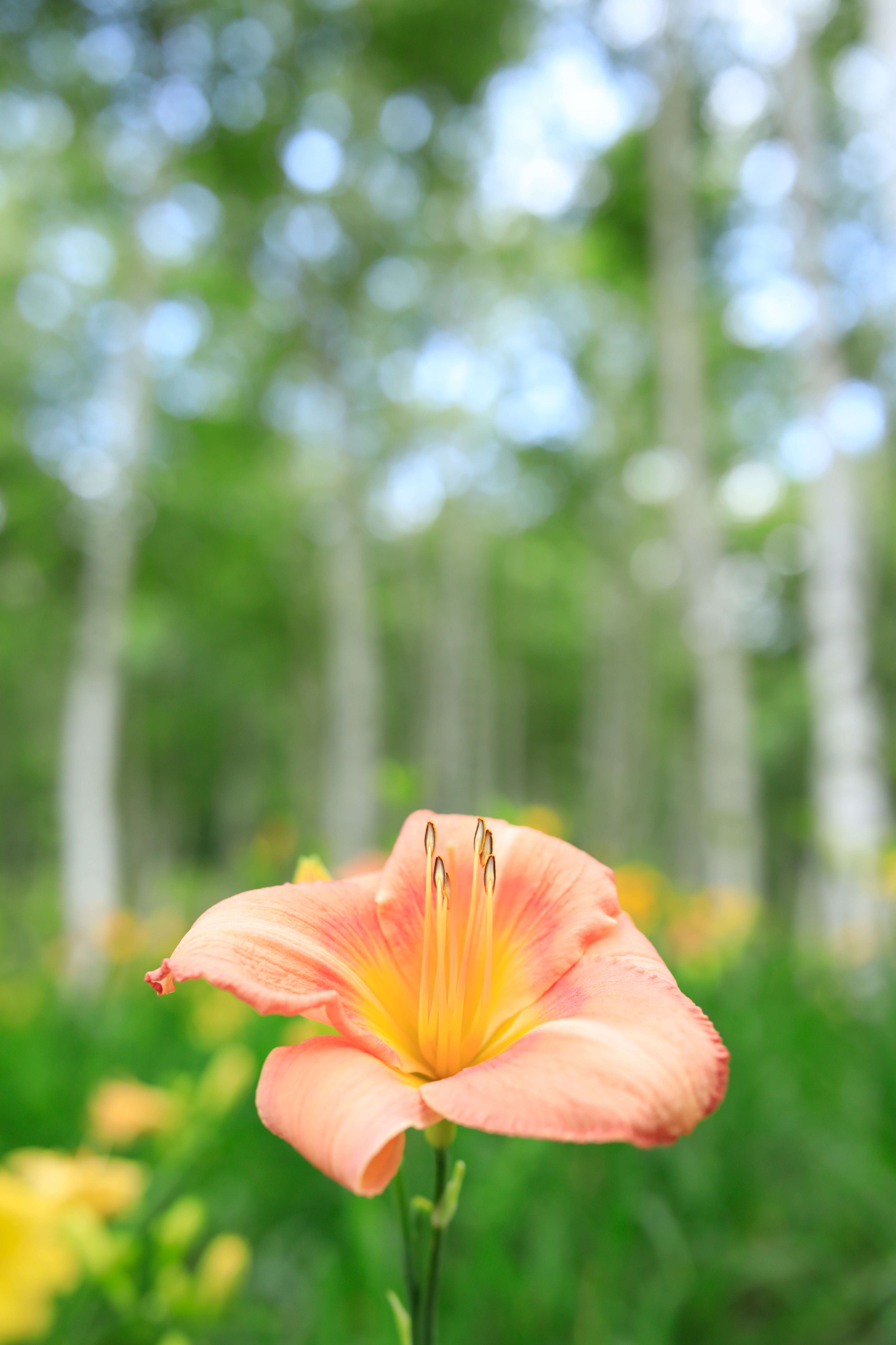 EOS 5D Mark IV / SP 35mm F/1.4 Di USD / 絞り優先AE（1/640秒・F2.8・+0.7EV） / ISO 400