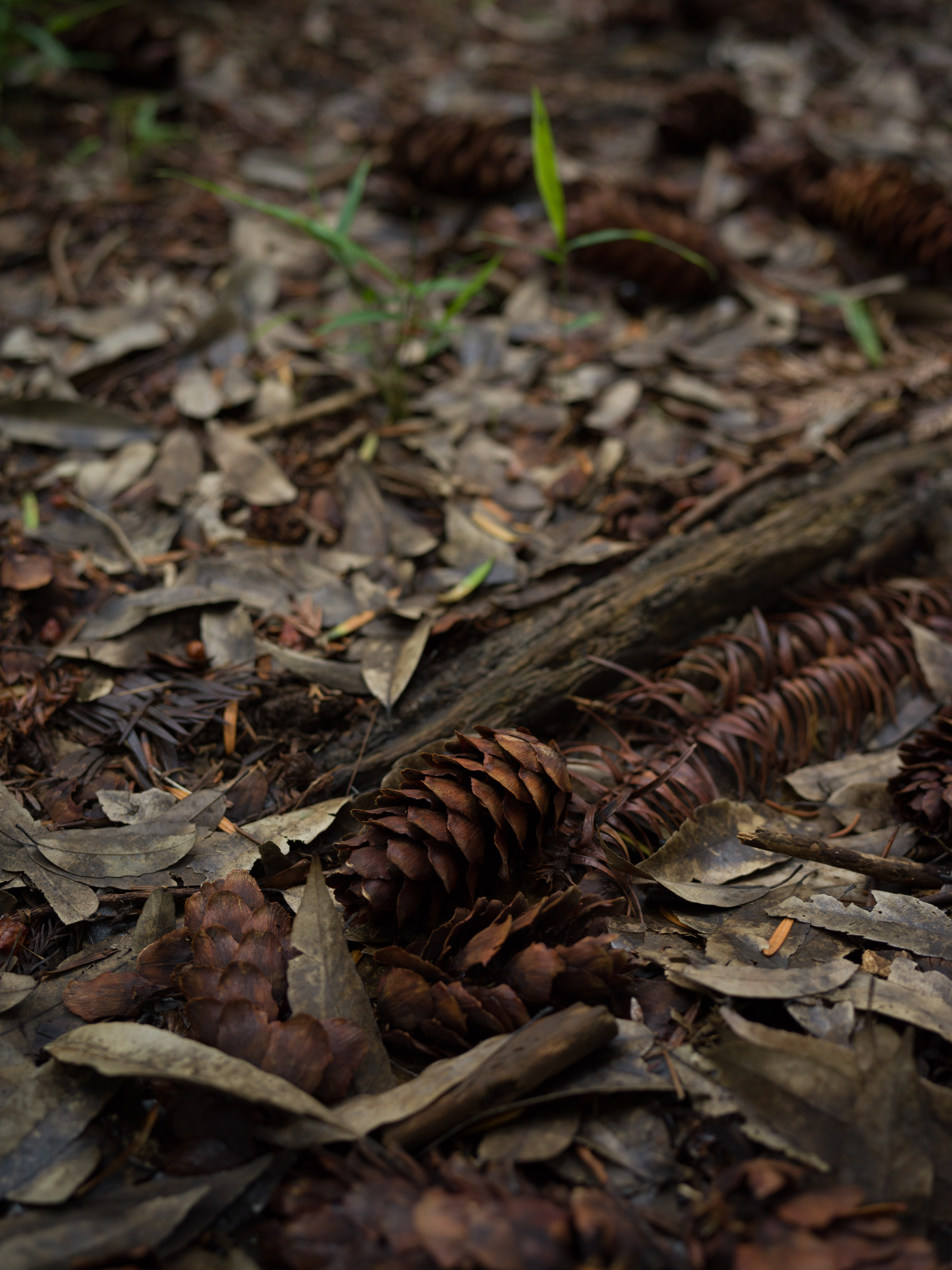 X1D II 50C　XCD 3,5/45　ISO 400　F4.5　1/125秒　-1.3EV