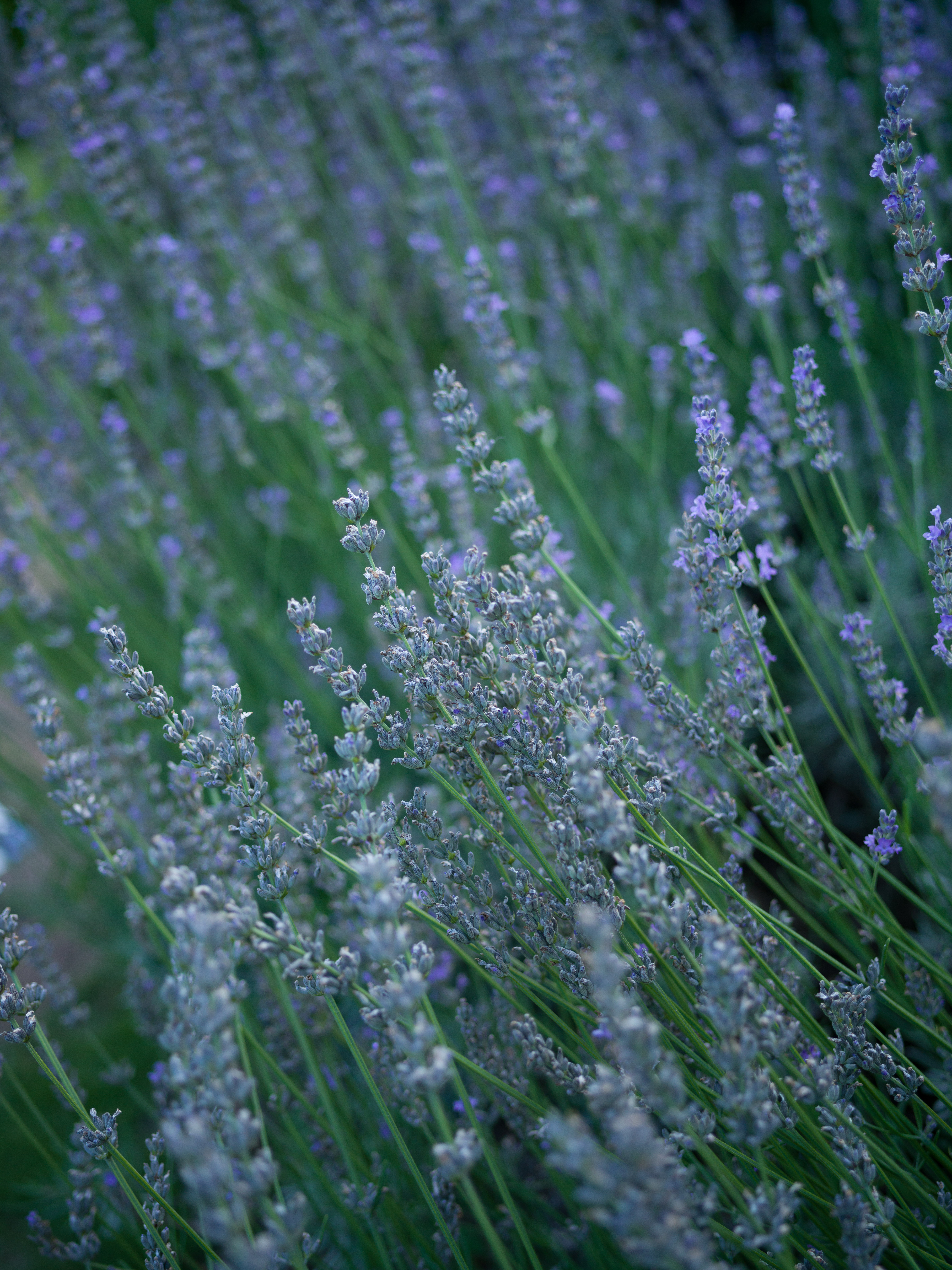 X1D II 50C　XCD 3,5/45　ISO 400　F3.5　1/200秒　±0EV