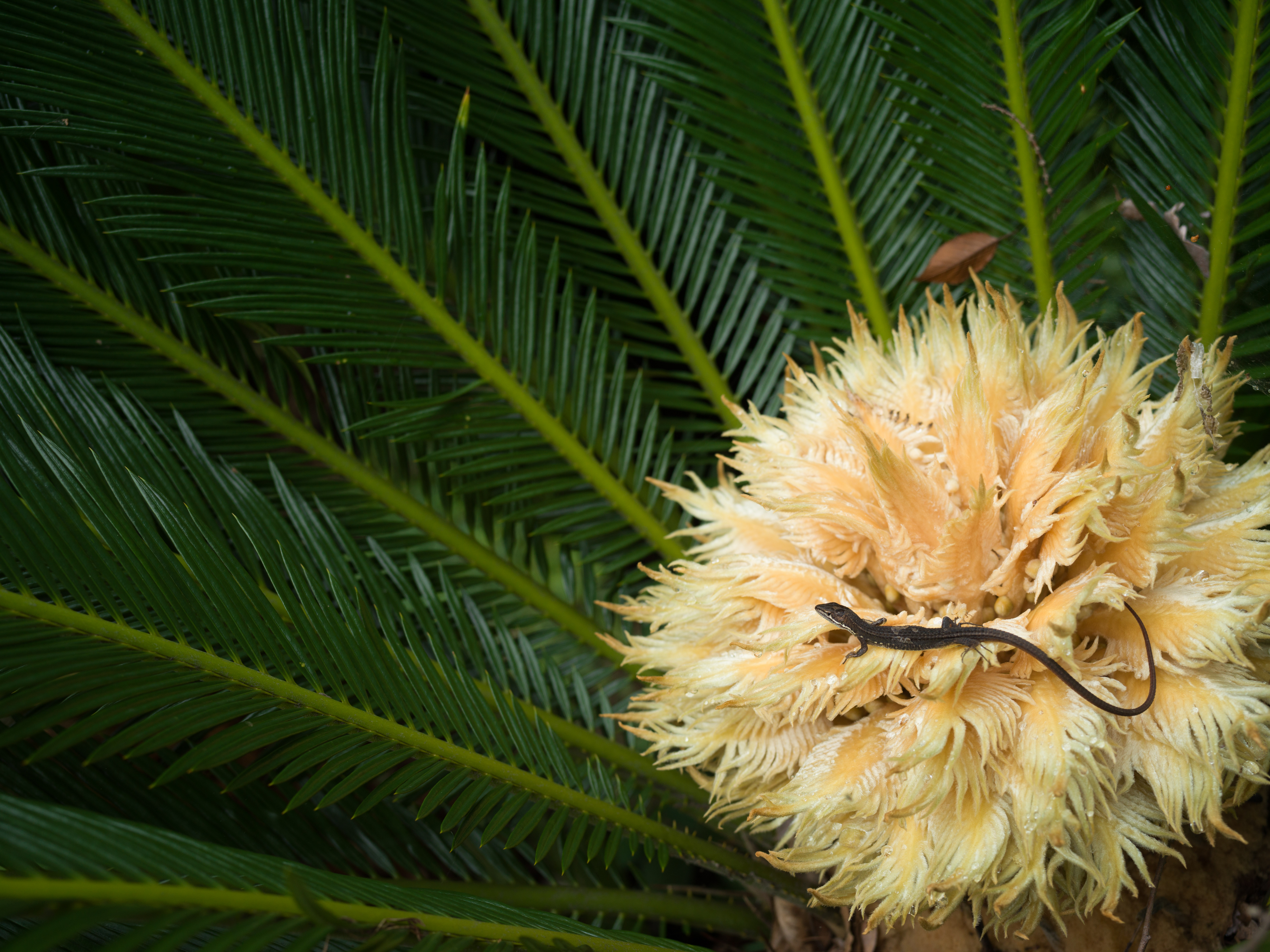 X1D II 50C　XCD 3,5/45　ISO 400　F5.6　1/500秒　+0.1EV