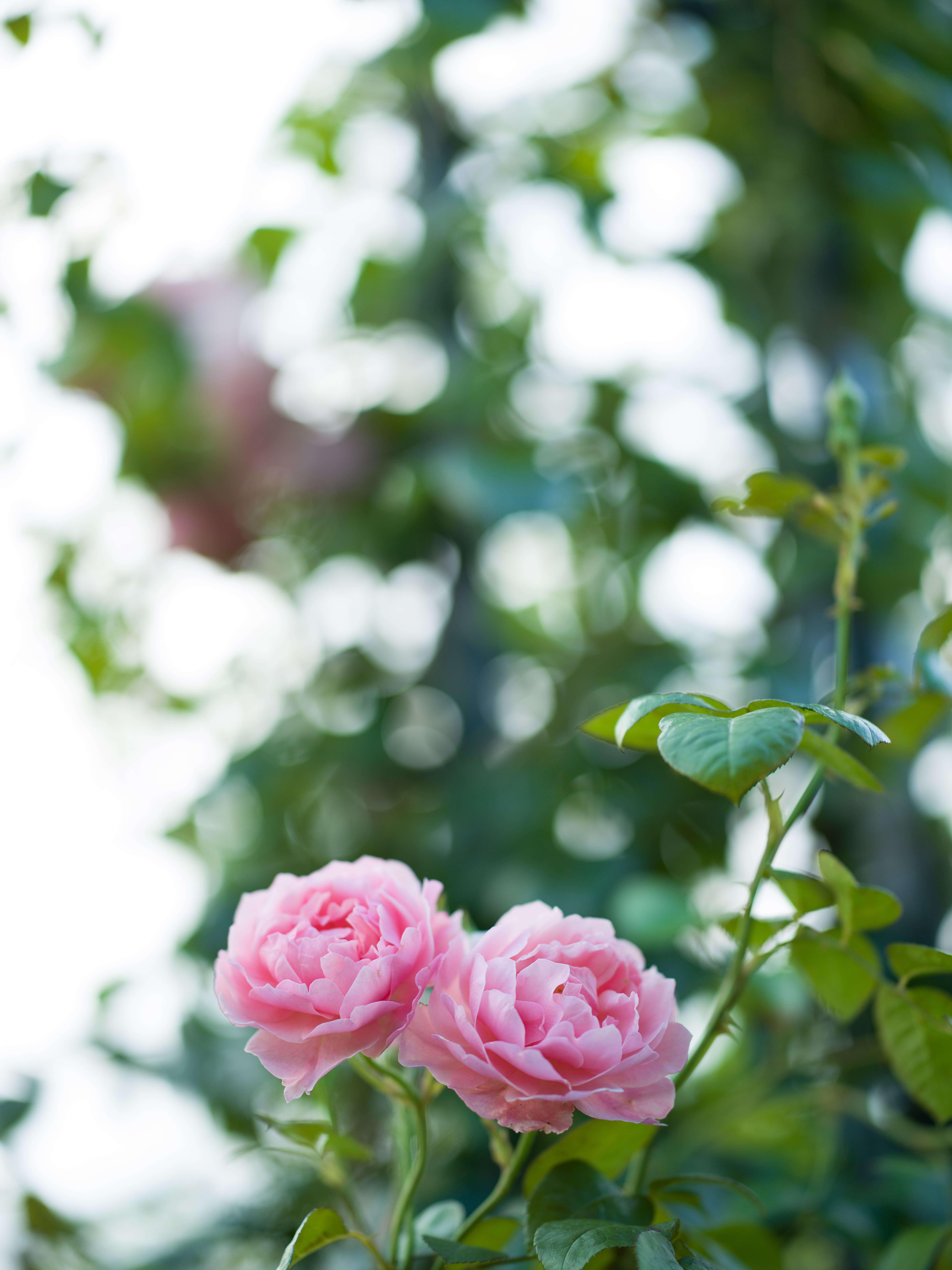 X1D II 50C　XCD 1,9/80　ISO 200　F1.9　1/500秒　+2.0EV