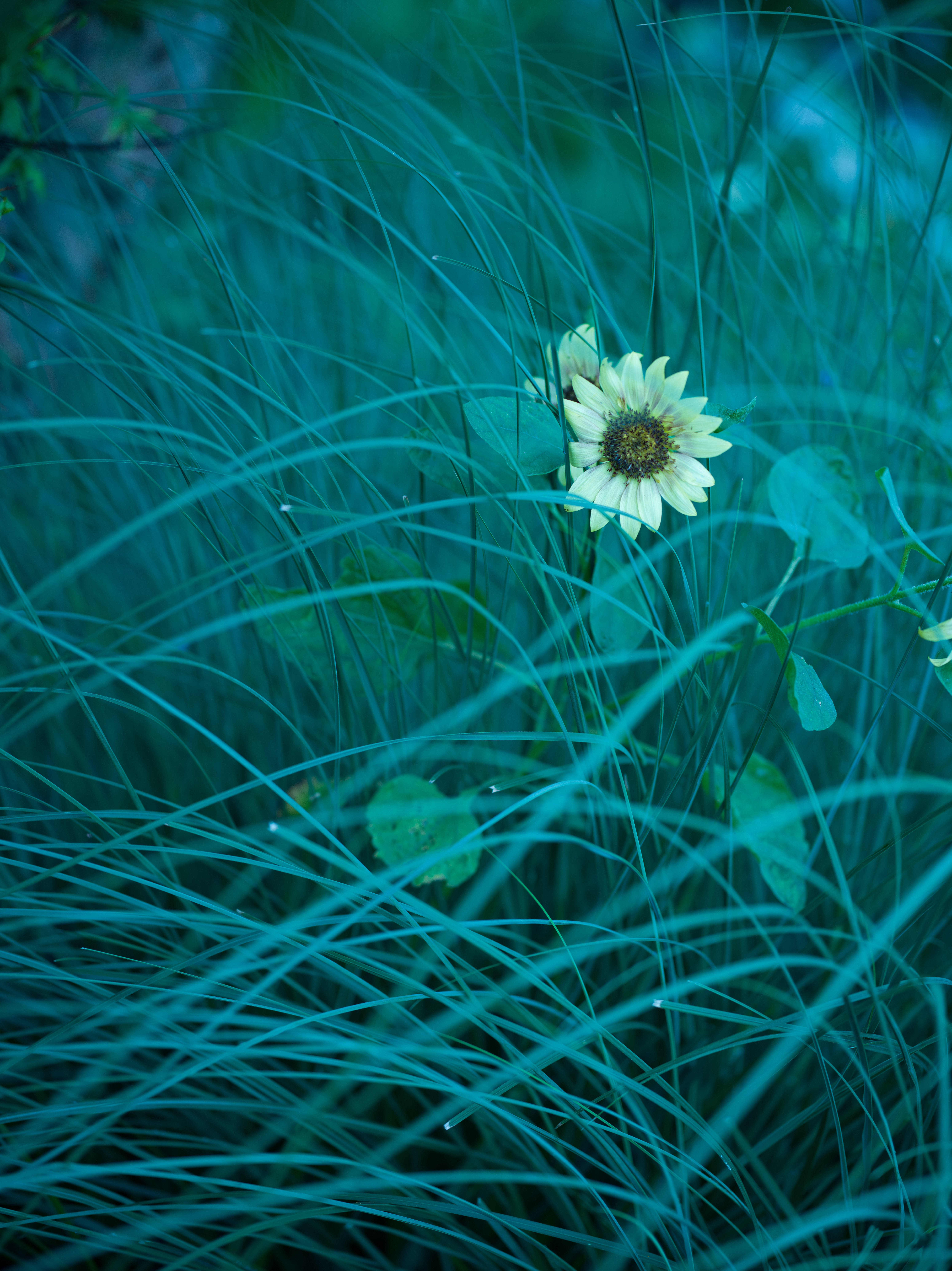 X1D II 50C　XCD 1,9/80　ISO 200　F2.2　1/250秒　-0.7EV