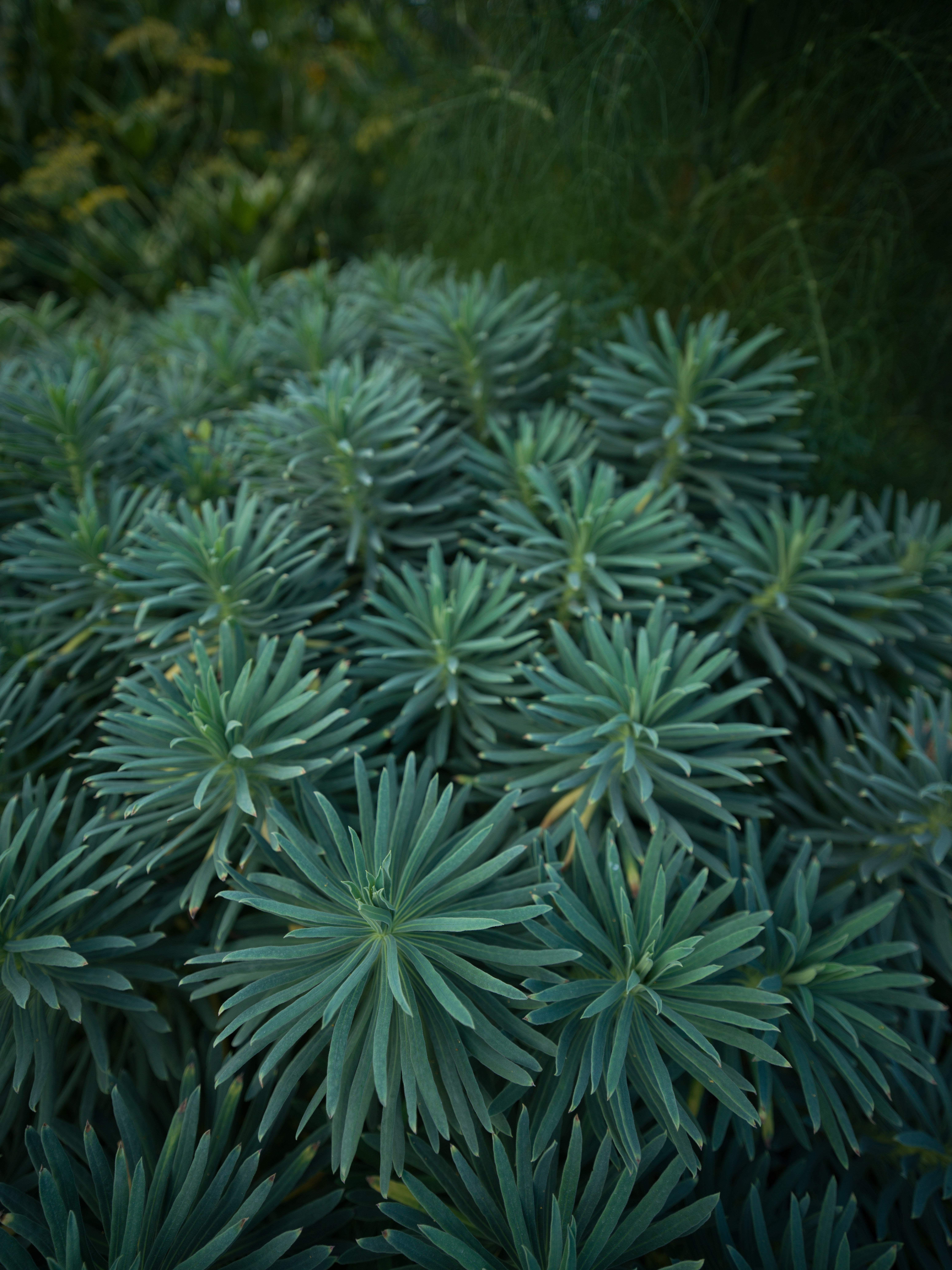 X1D II 50C　XCD 4/21　ISO 200　F4　1/400秒　0.0EV