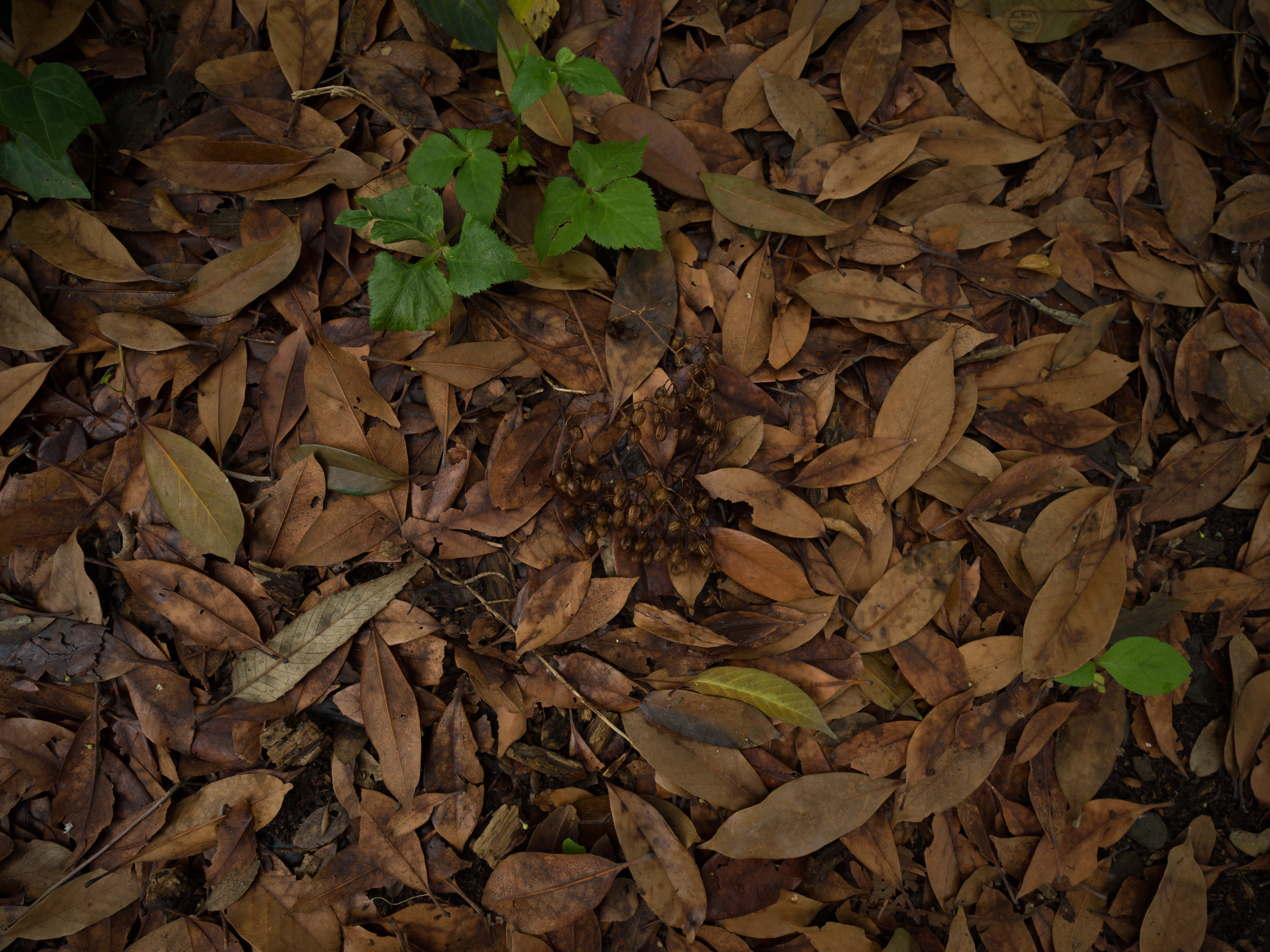 X1D II 50C　XCD 4/21　ISO 800　F5.6　1/125秒　-1.8EV