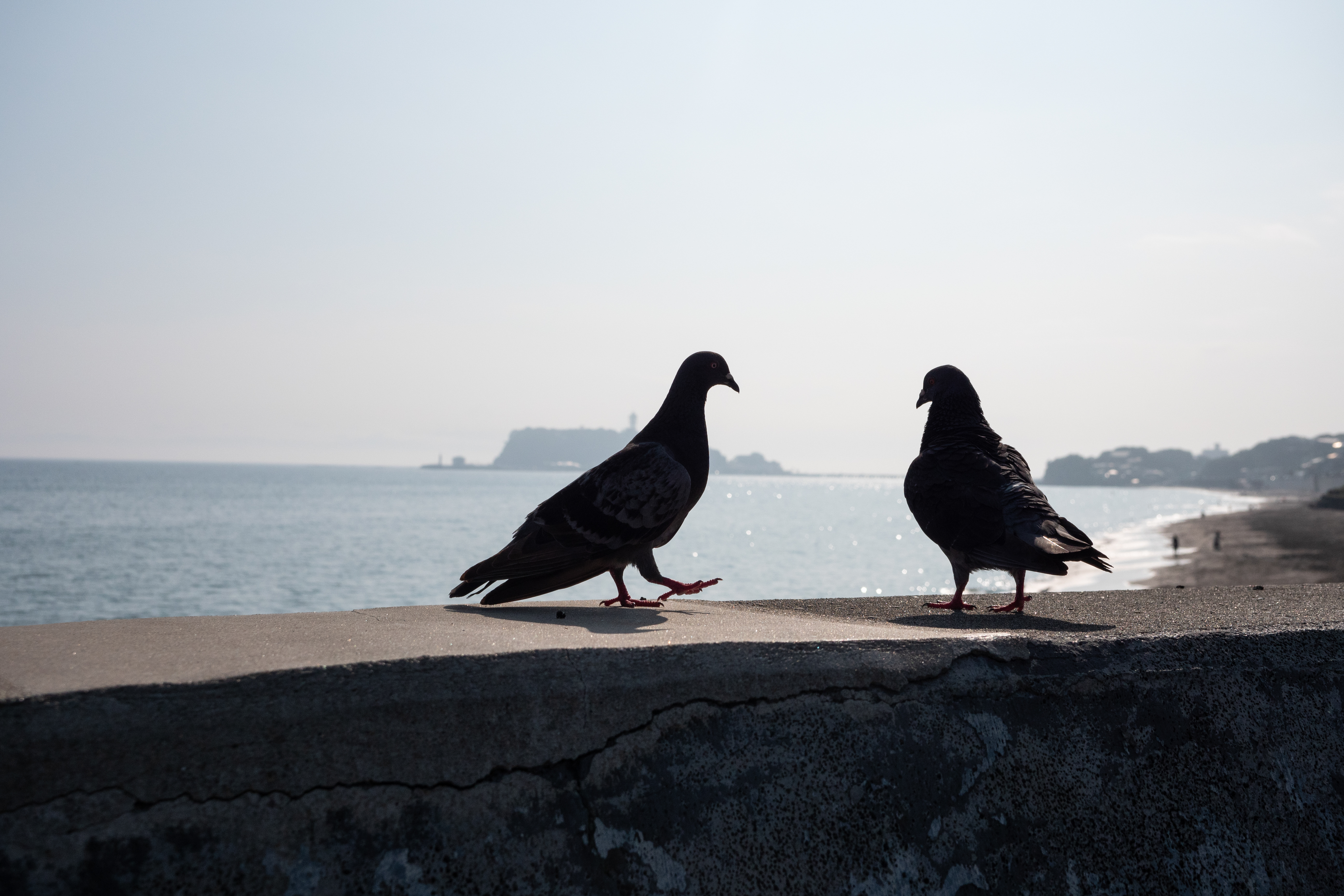 LUMIX G9 PRO＋LEICA DG VARIO-SUMMILUX 10-25mm / F1.7 ASPH.・21mm（35mm判換算42mm相当）・絞り優先AE（F4.5、1/8,000秒、±0EV）・ISO 200