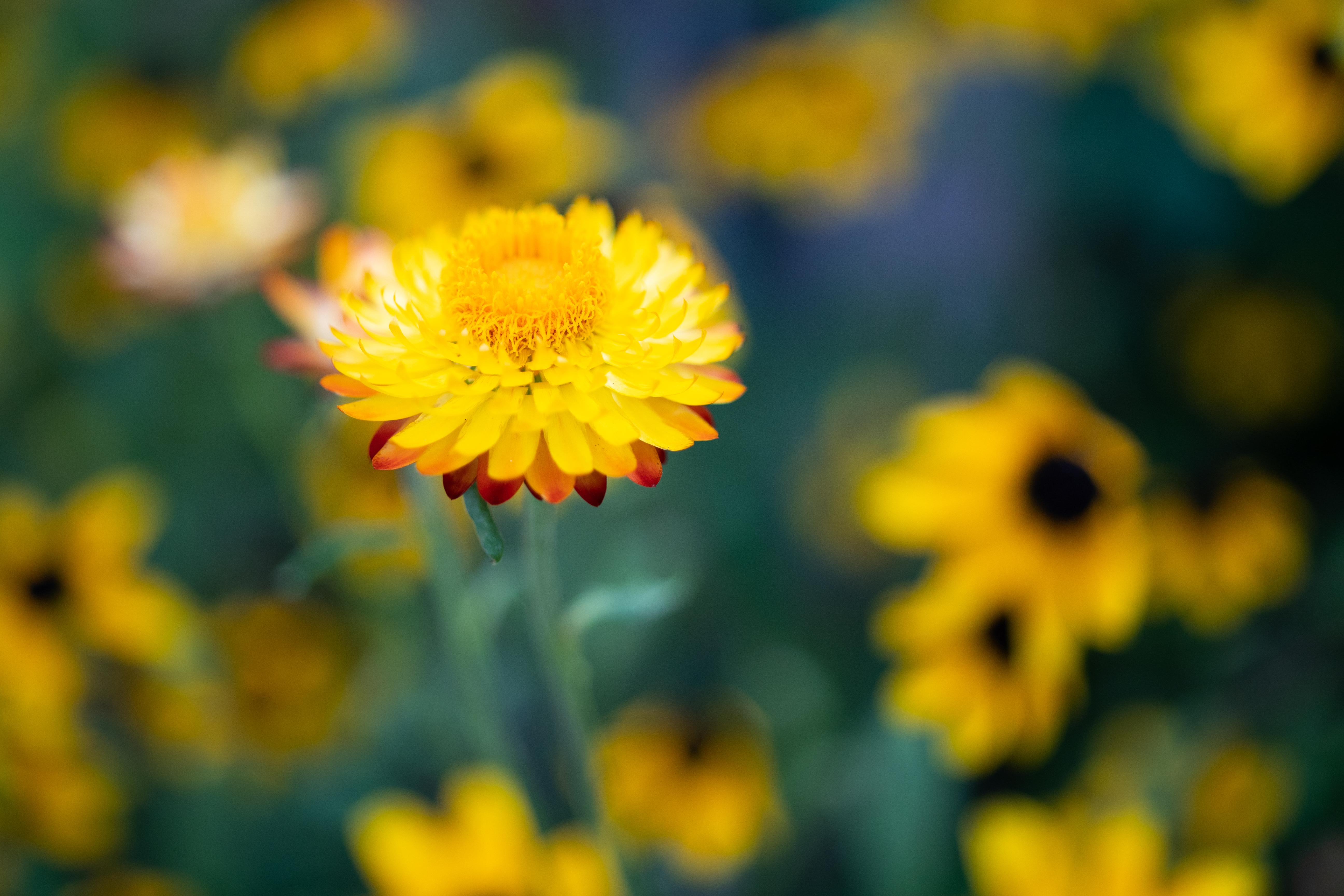 LUMIX G9 PRO＋LEICA DG VARIO-SUMMILUX 10-25mm / F1.7 ASPH.・25mm（35mm判換算50mm相当）・絞り優先AE（F1.7、1/640秒、+0.3EV）・ISO 200