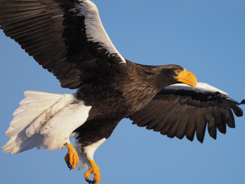 オオワシの飛翔。ミラーレスは超望遠での野鳥撮影が苦手だったが、OM-D E-M1 Mark Ⅱと300mm F4.0 PROの組み合わせでは快適な野鳥撮影を楽しめる（撮影：中野耕志）。<br><span class="fnt-85">OLYMPUS OM-D E-M1 Mark II / M.ZUIKO DIGITAL ED 300mm F4.0 IS PRO / 300mm（600mm相当） / マニュアル露出（F4、1/1,500秒） / ISO 200 / WB：晴天</span>