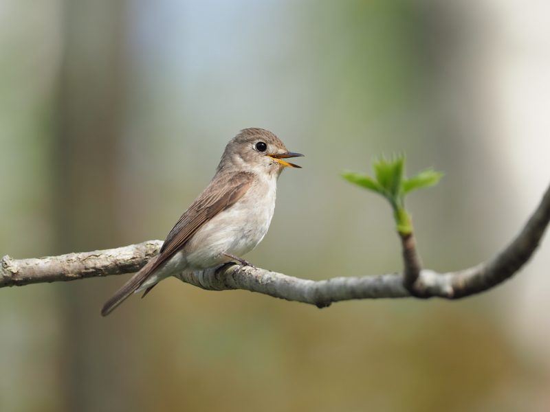 夏鳥として渡来するコサメビタキ。森林内における撮影ではM.ZUIKO DIGITAL ED 300mm F4.0 IS PRO＋テレコンバーター「MC-14」の機動力がいきる。相手が動かなければ1/30秒の手持ち撮影も楽勝だ（撮影：中野耕志）。<br><span class="fnt-85">OLYMPUS OM-D E-M1 Mark II / M.ZUIKO DIGITAL ED 300mm F4.0 IS PRO＋M.ZUIKO DIGITAL 1.4x Teleconverter MC-14 / 420mm（840mm相当） / 絞り優先AE（F5.6、1/250秒、+0.5EV） / ISO 200 / WB：晴天</span>