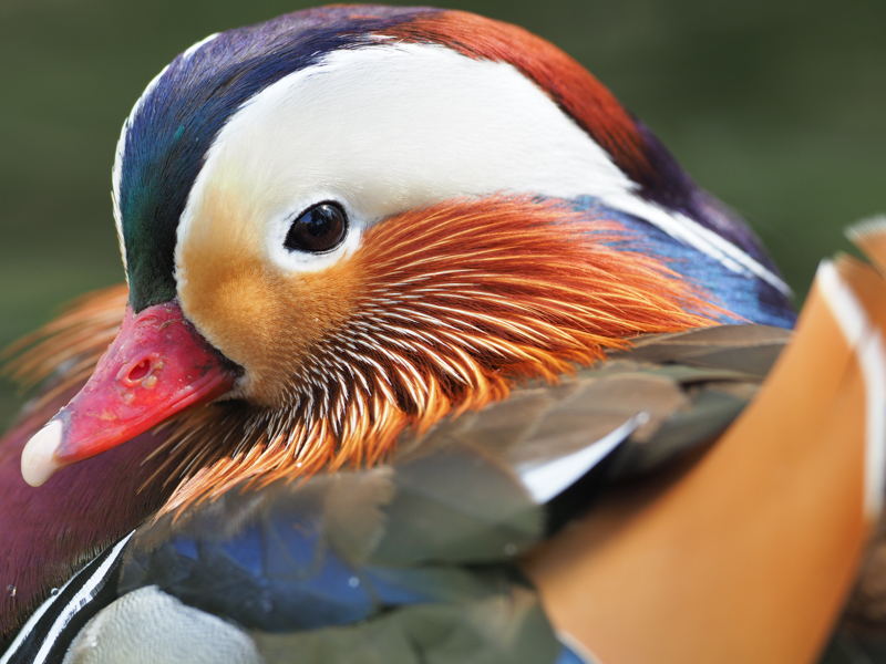 公園の池畔で休む雄のオシドリをクローズアップ撮影。M.ZUIKO DIGITAL ED 300mm F4.0 IS PROはオリンパスらしく近接撮影が得意で、描写力はもちろん適度な被写界深度が魅力（撮影：中野耕志）。<br><span class="fnt-85">OLYMPUS OM-D E-M1 Mark II / M.ZUIKO DIGITAL ED 300mm F4.0 IS PRO / 300mm（600mm相当） / マニュアル露出（F4、1/125秒） / ISO 200 / WB：晴天</span>