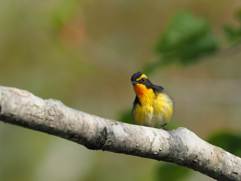 新緑の森で見つけたキビタキ。野鳥観察用ハイドに隠れて至近距離での撮影だが、静音撮影モードで相手を脅かさず、かつメカニカルなぶれを抑えて撮影した（撮影：中野耕志）。<br><span class="fnt-85">OLYMPUS OM-D E-M1 Mark II / M.ZUIKO DIGITAL ED 300mm F4.0 IS PRO＋M.ZUIKO DIGITAL 1.4x Teleconverter MC-14 / 420mm（840mm相当） / 絞り優先AE（F5.6、1/350秒、±0EV） / ISO 200 / WB：晴天</span>