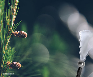 スカラップウィンドー